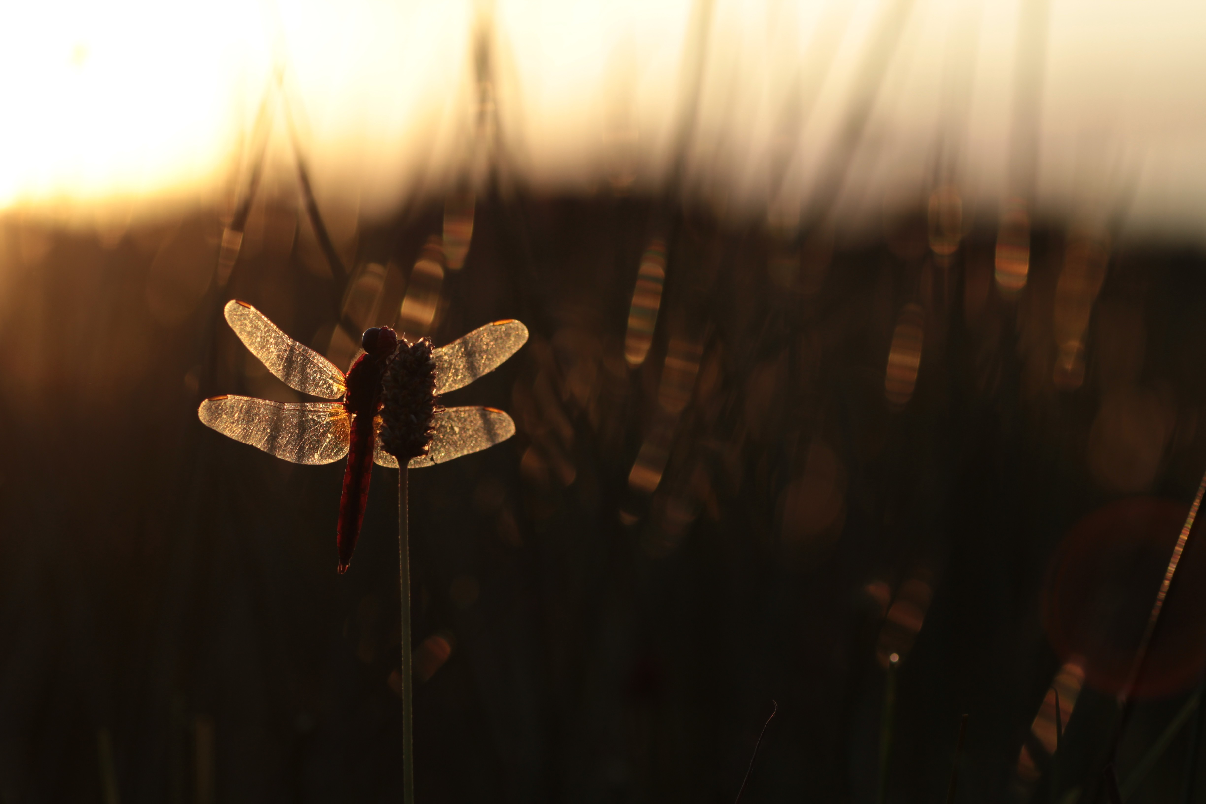 vuurlibel-in-tegenlicht