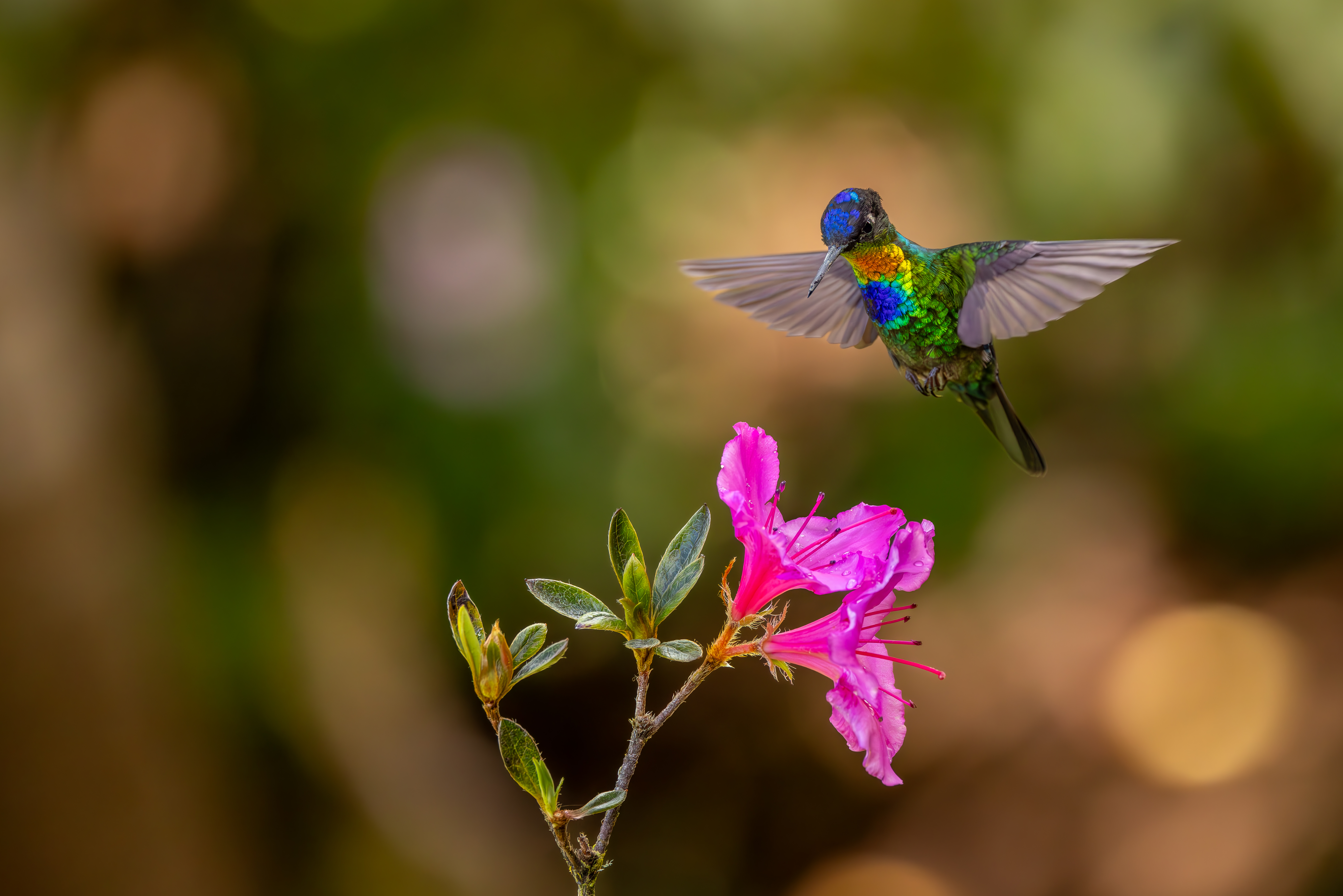 vliegende-irazukolibrie