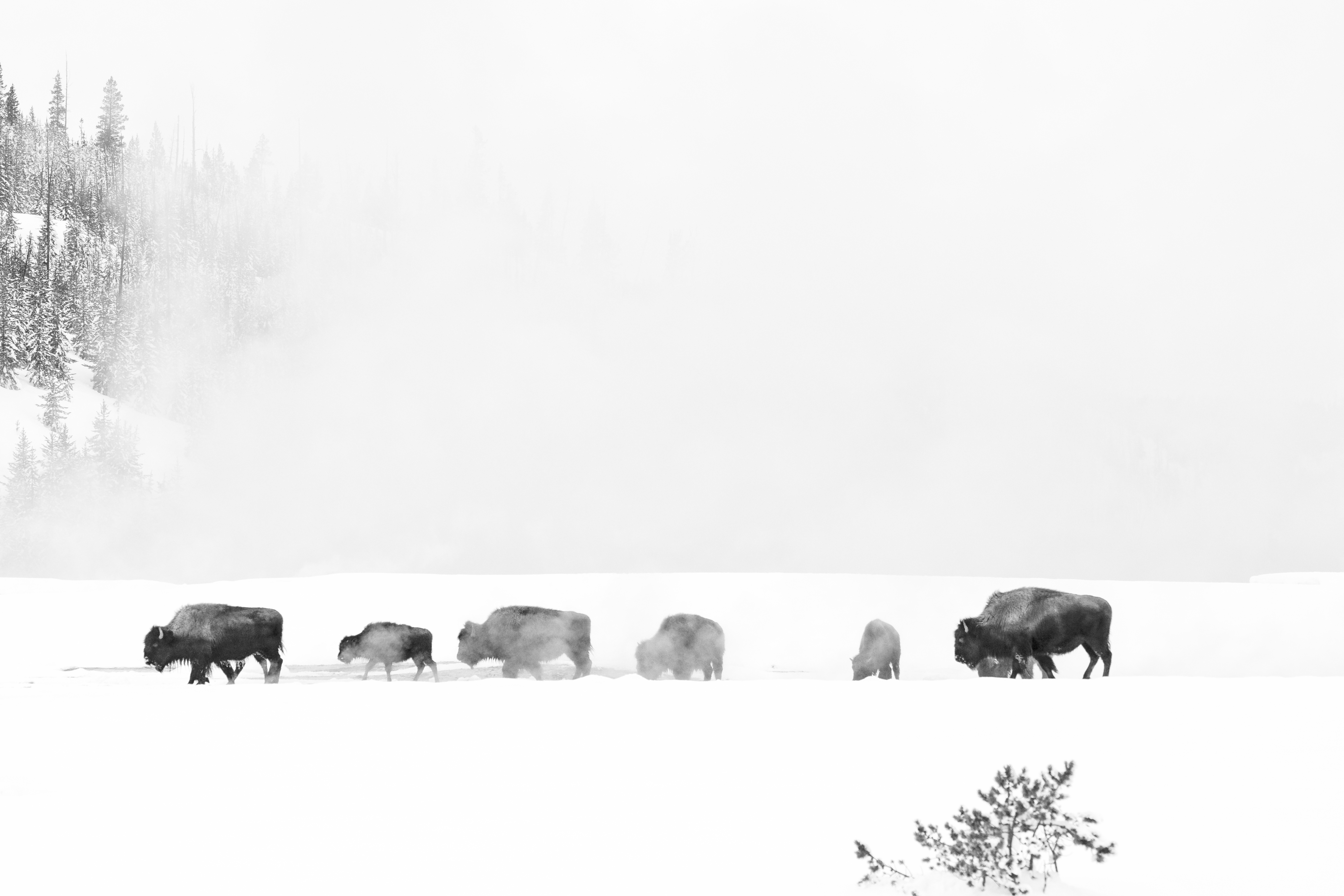 bisons-in-winters-yellowstone