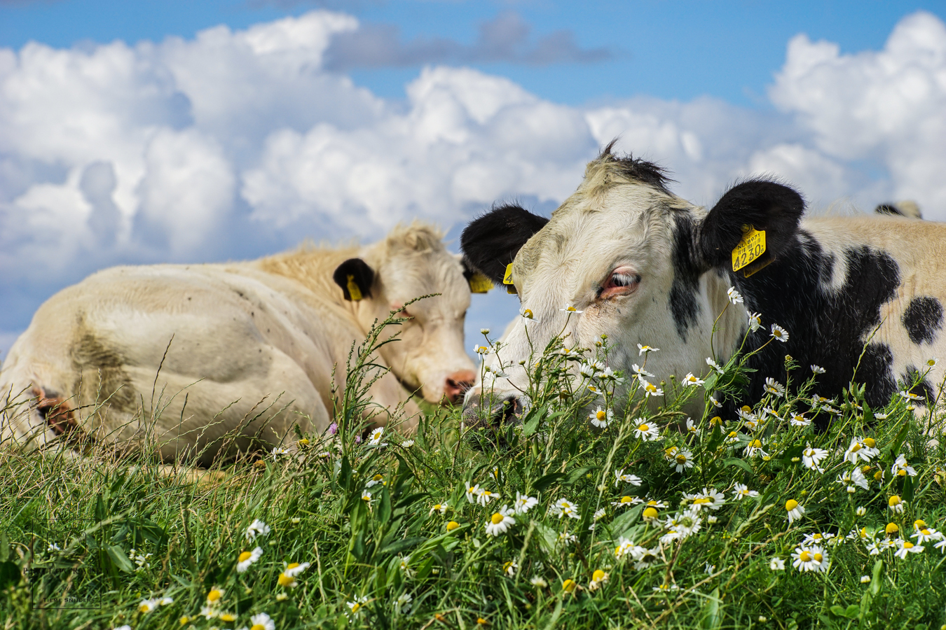 luierende-koeien-in-het-friese-landschap