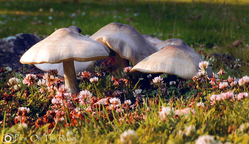 mushrooms-in-the-sun