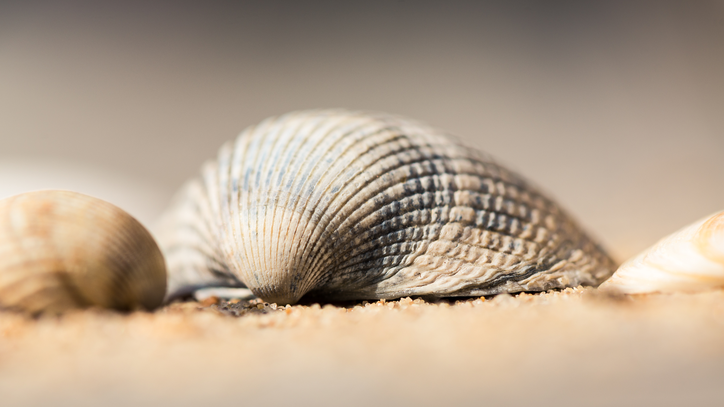 seashell-1