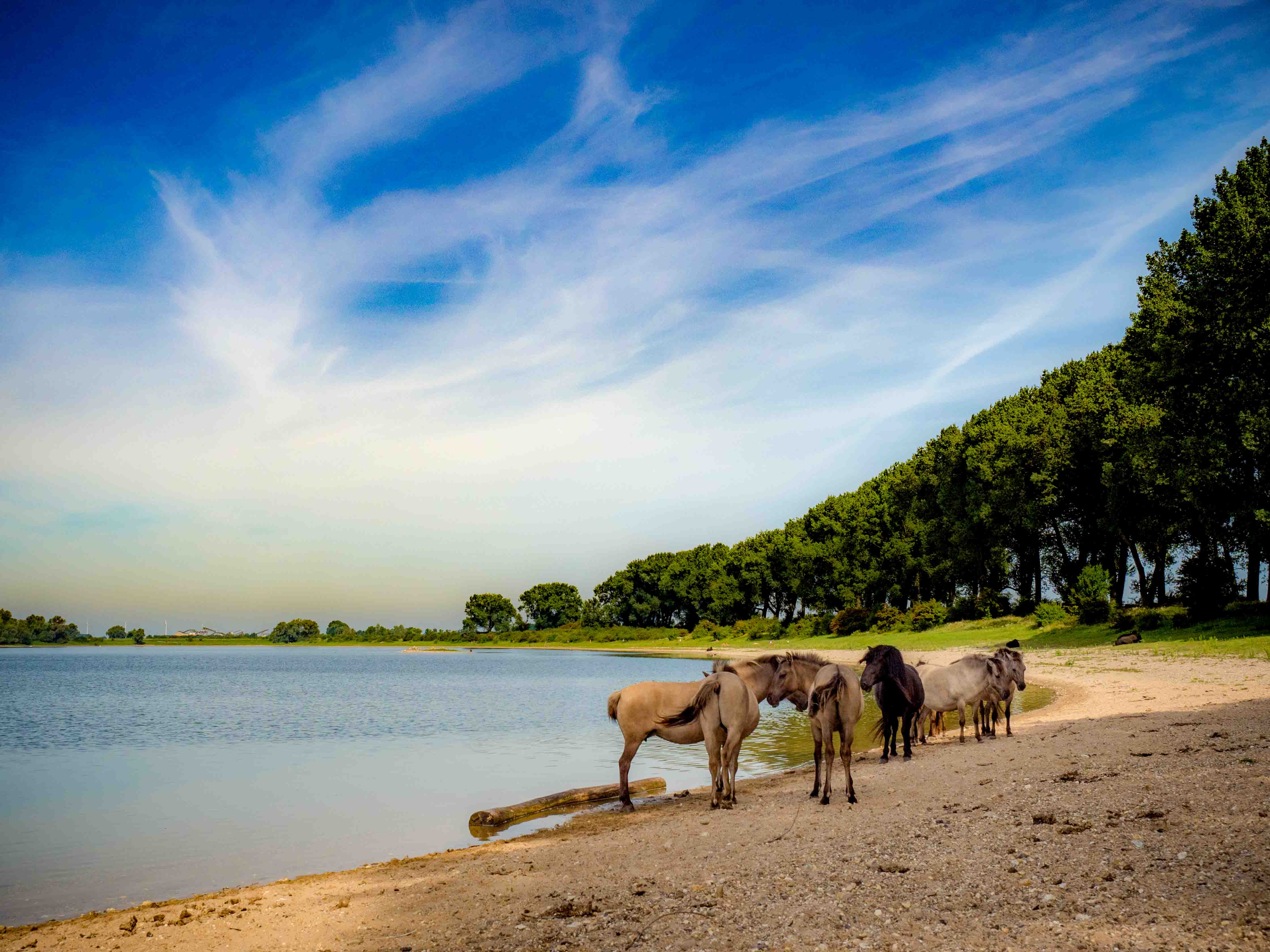 wilde-paarden-bij-de-bizonbaai