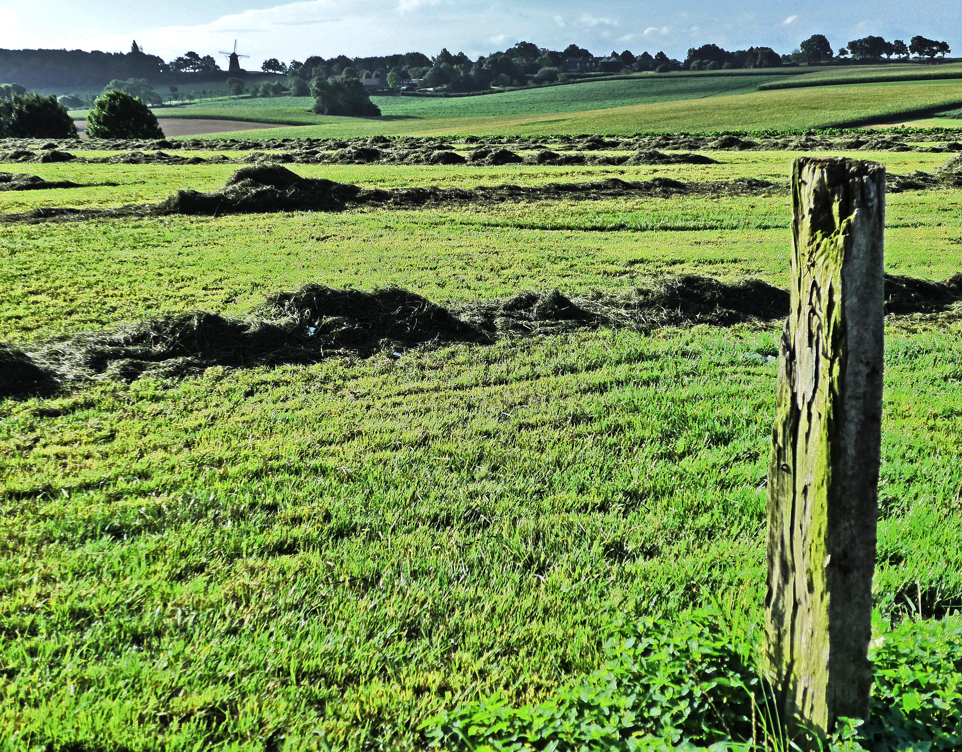 vergezicht-op-molen-op-de-vrouweheide-limburg