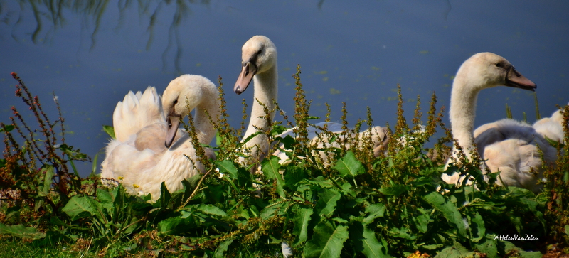 zwanen-4