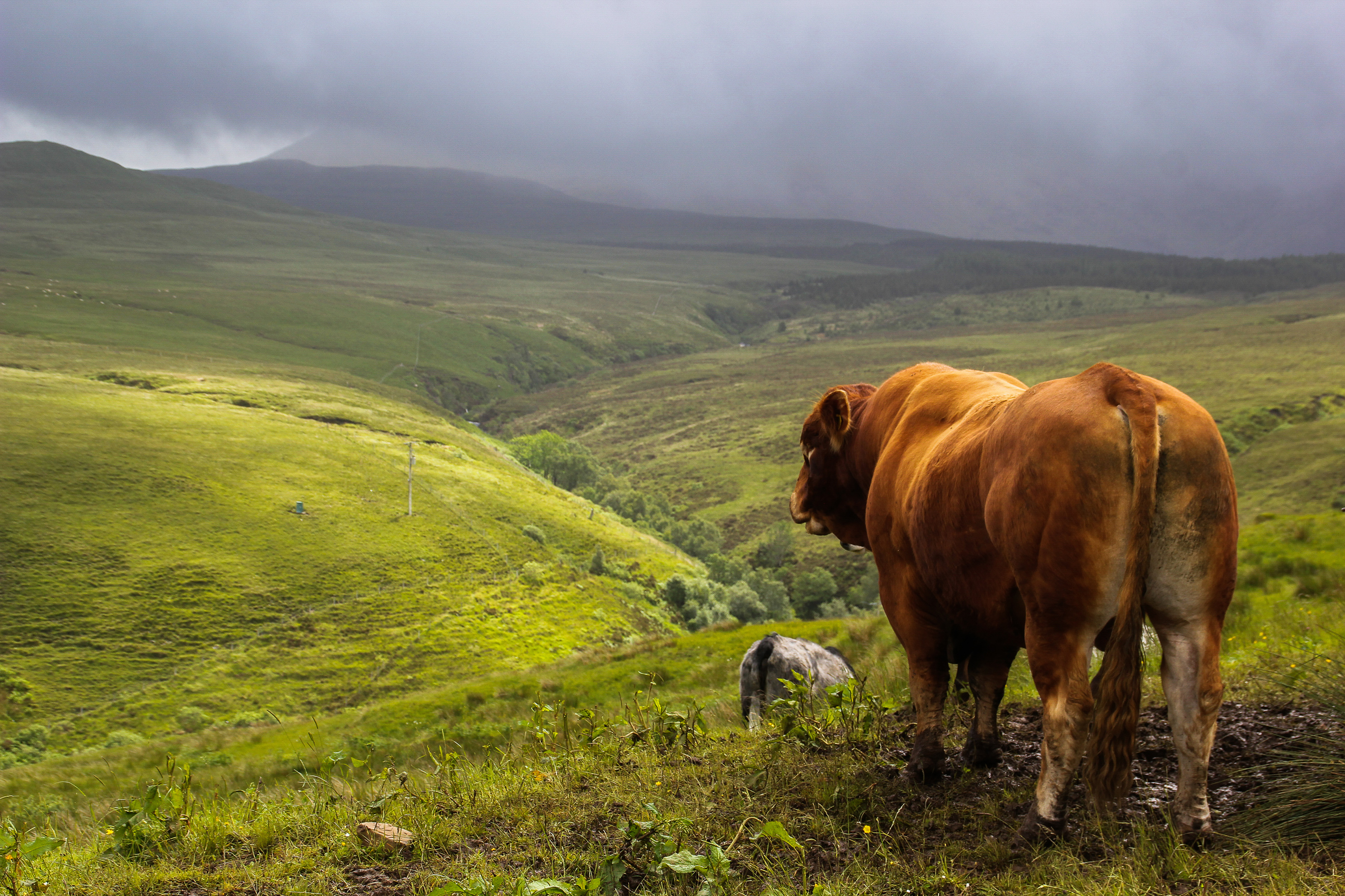 runderen-in-de-schotse-highlands