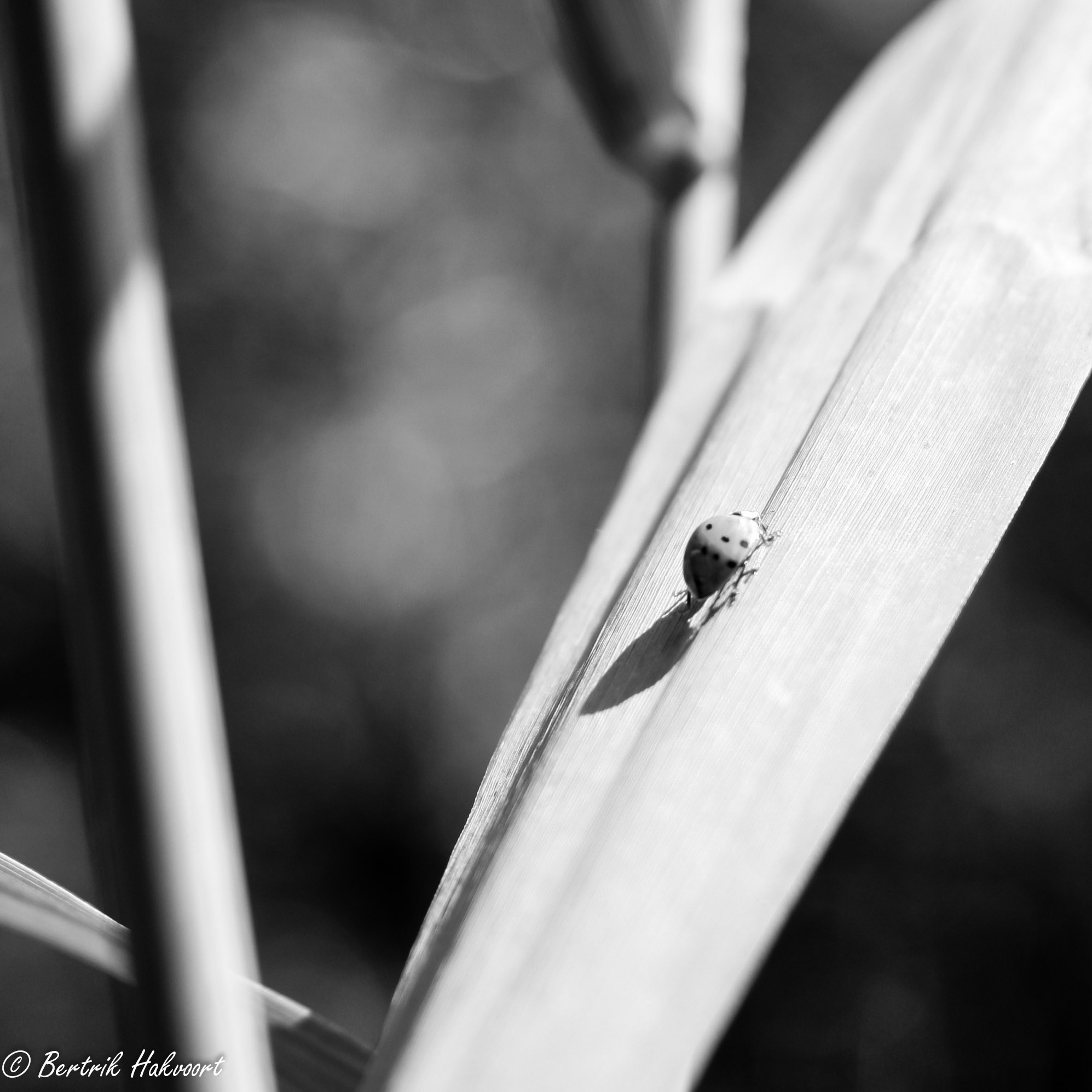 lieveheersbeestje-15