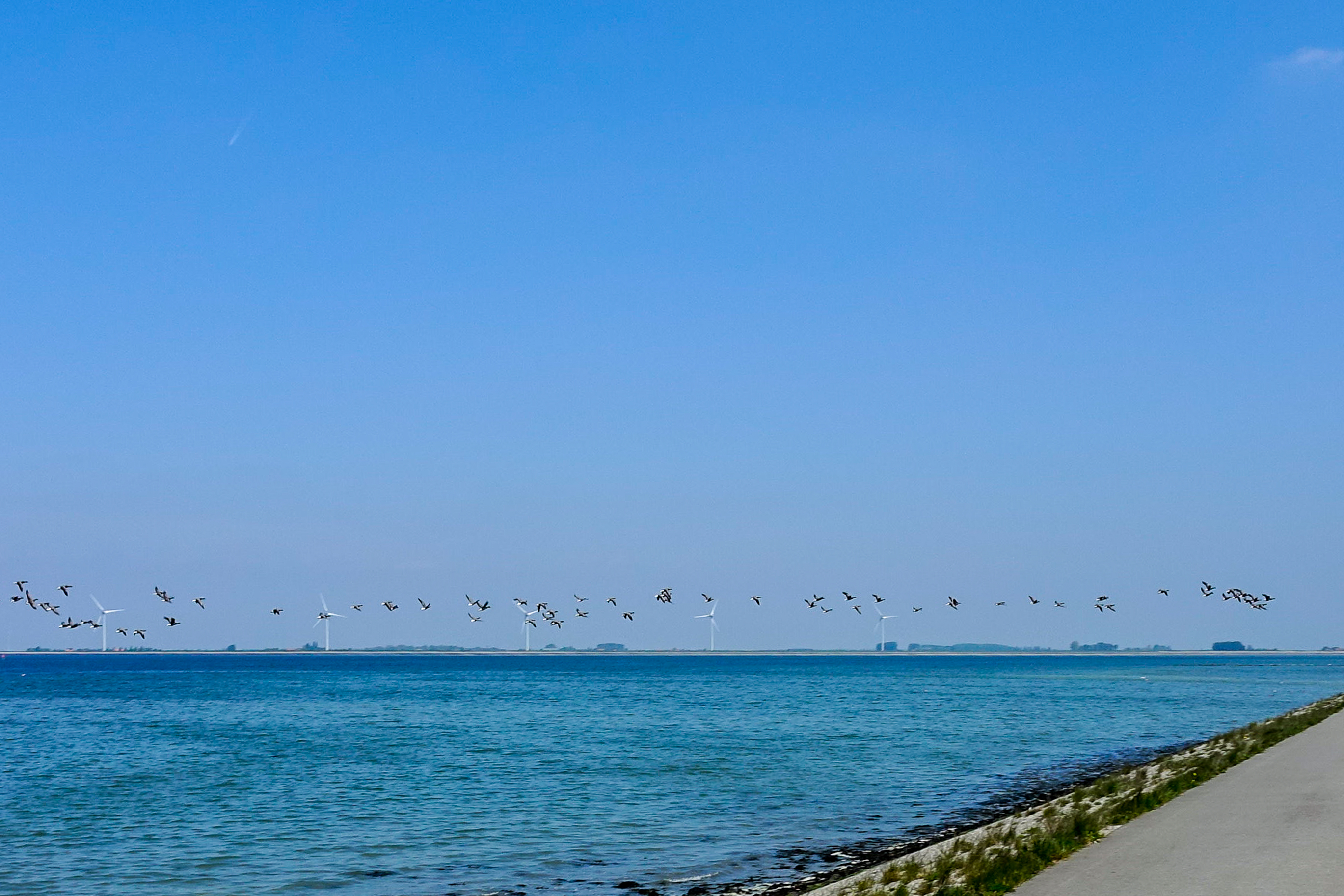 nieuw-hollands-landschap