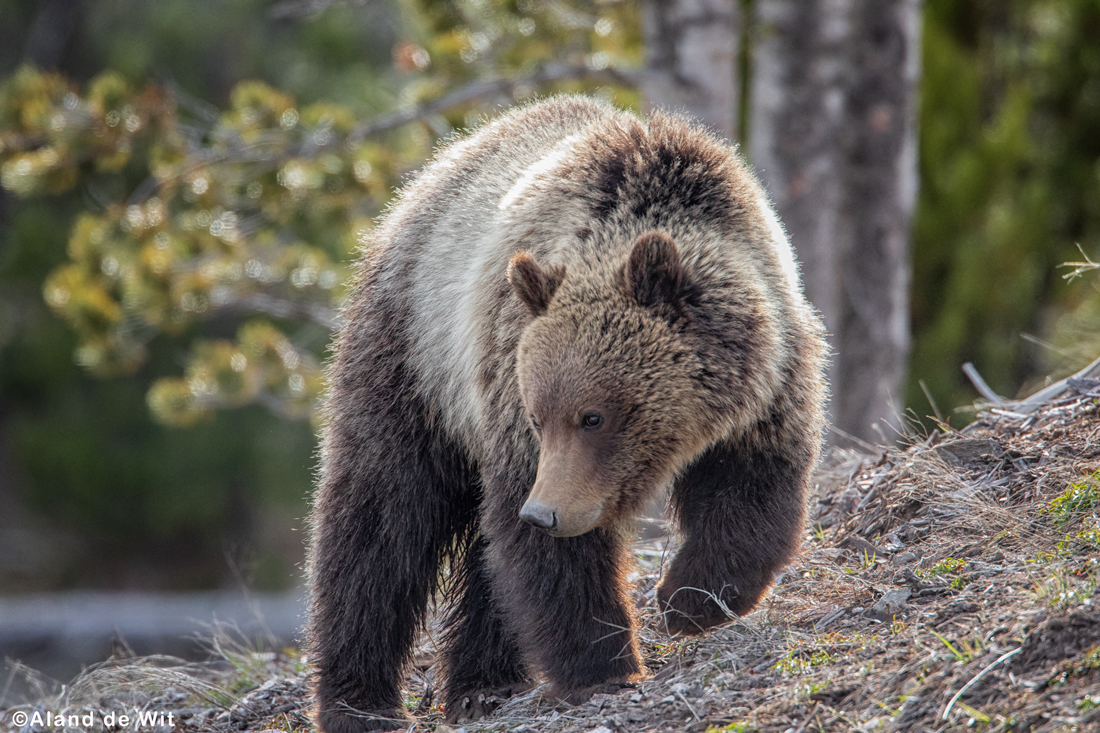 grizz