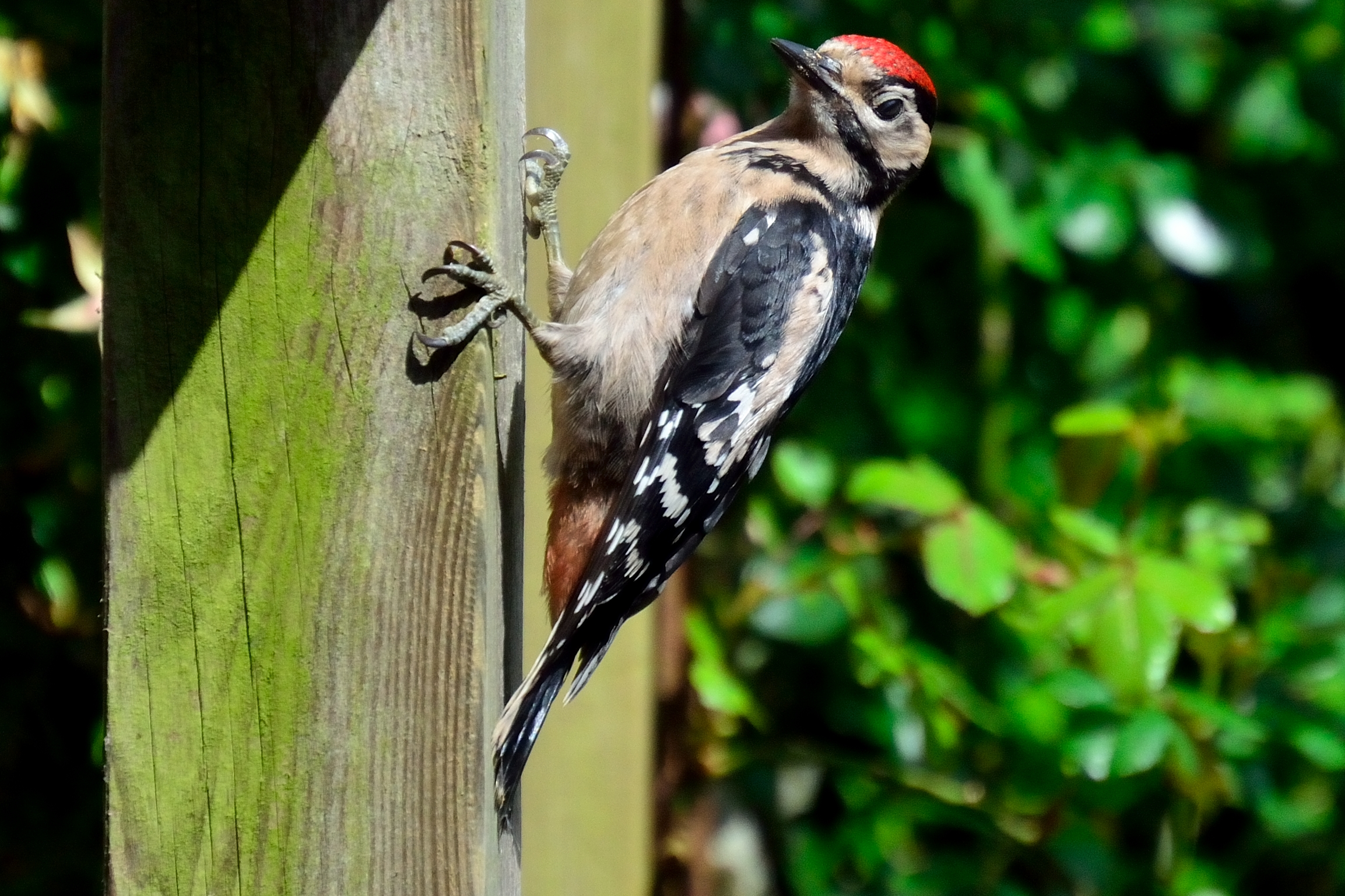 grote-bonte-specht-5