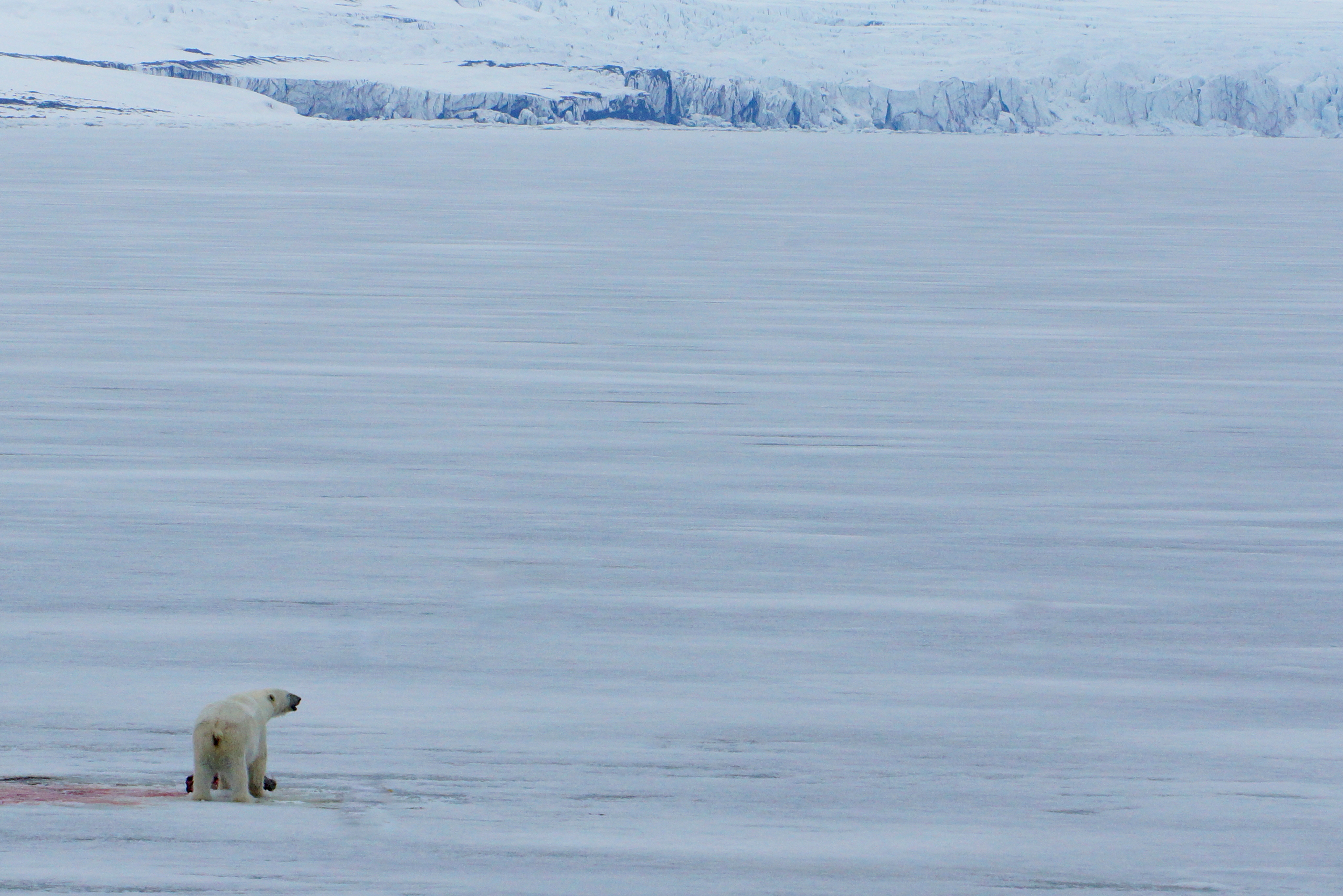 ijsbeer-met-prooi-op-het-pakijs-spitsbergen