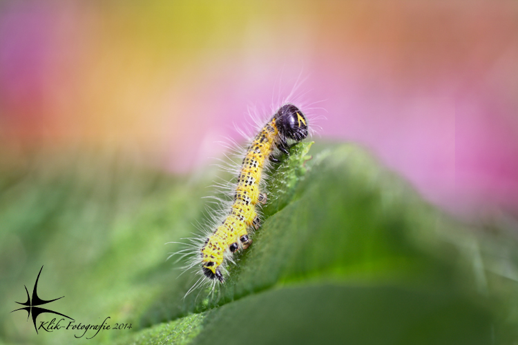 kleurrijke-rups