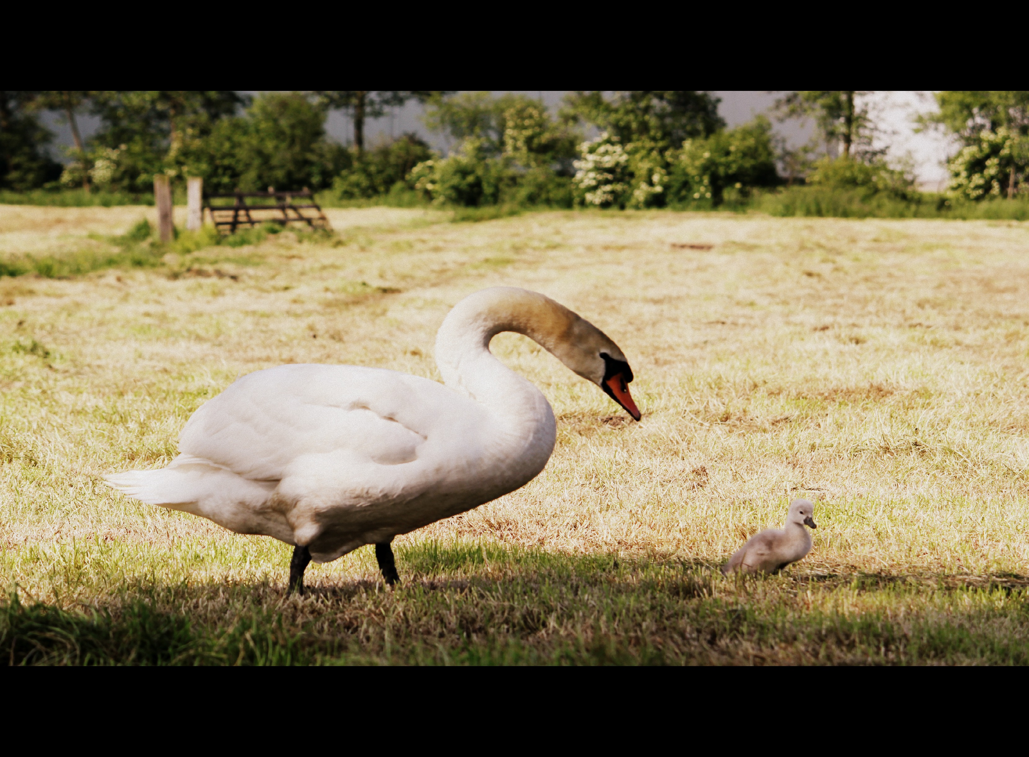 eerste-wandeling-met-mama