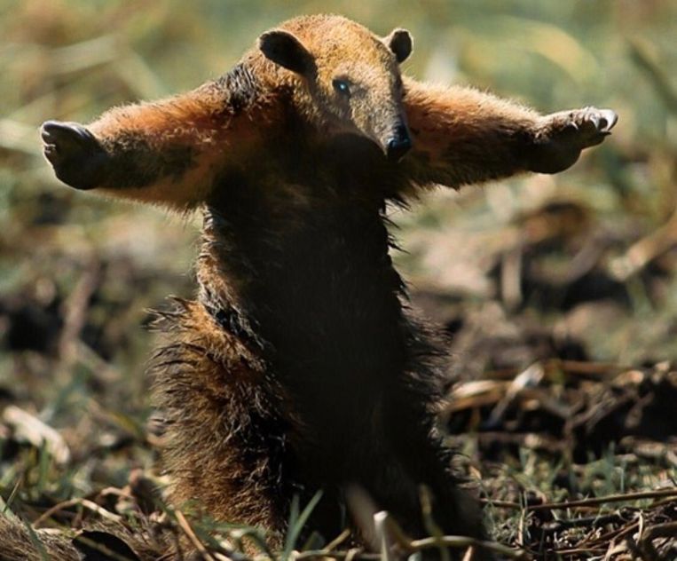 schrijnend-beeld-verbrande-miereneter-in-amazone-gebied-gaat-de-wereld-over