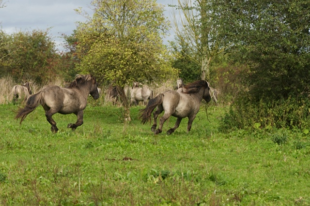 dravend-door-de-weide