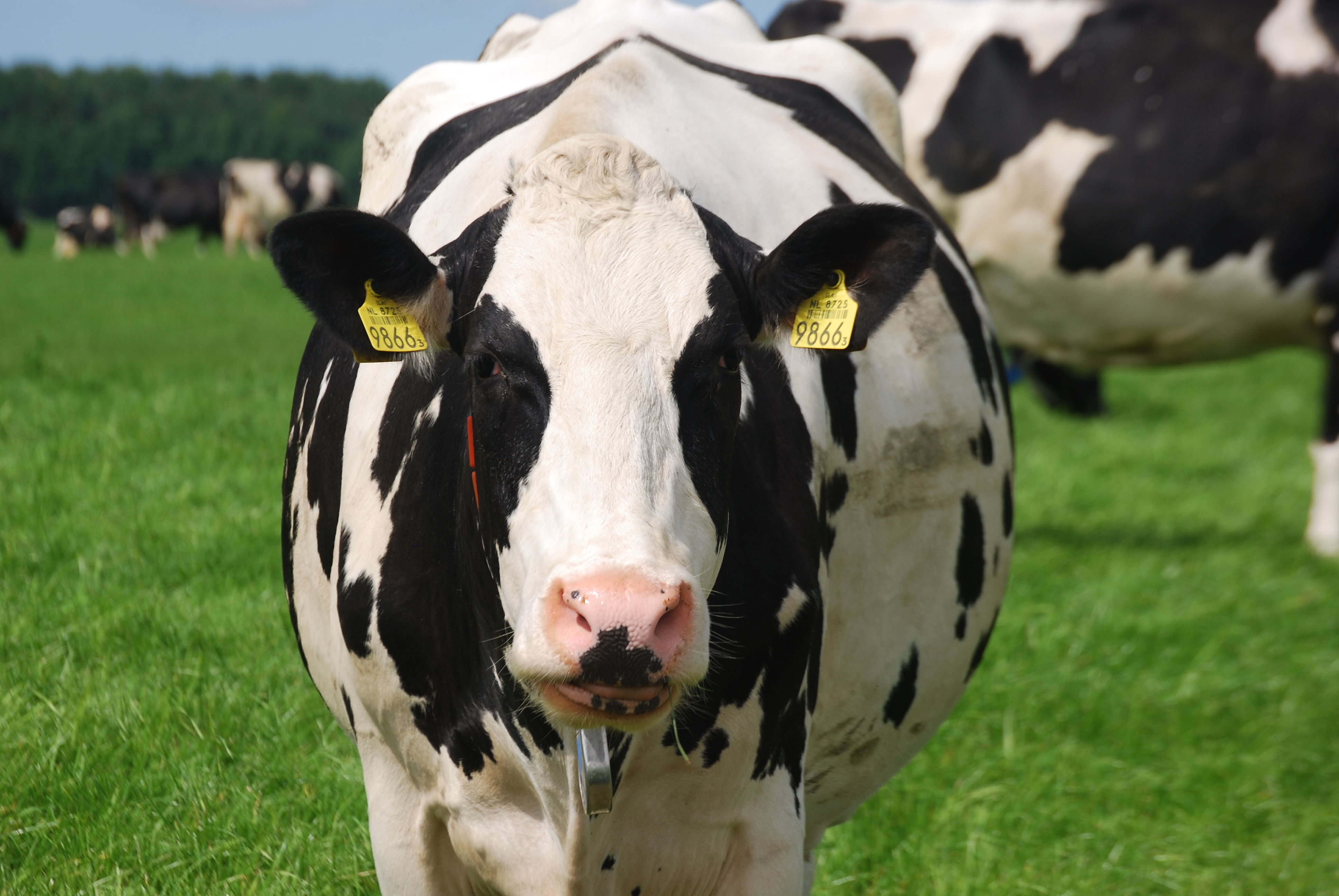 koe-in-de-wei-maakt-mij-blij