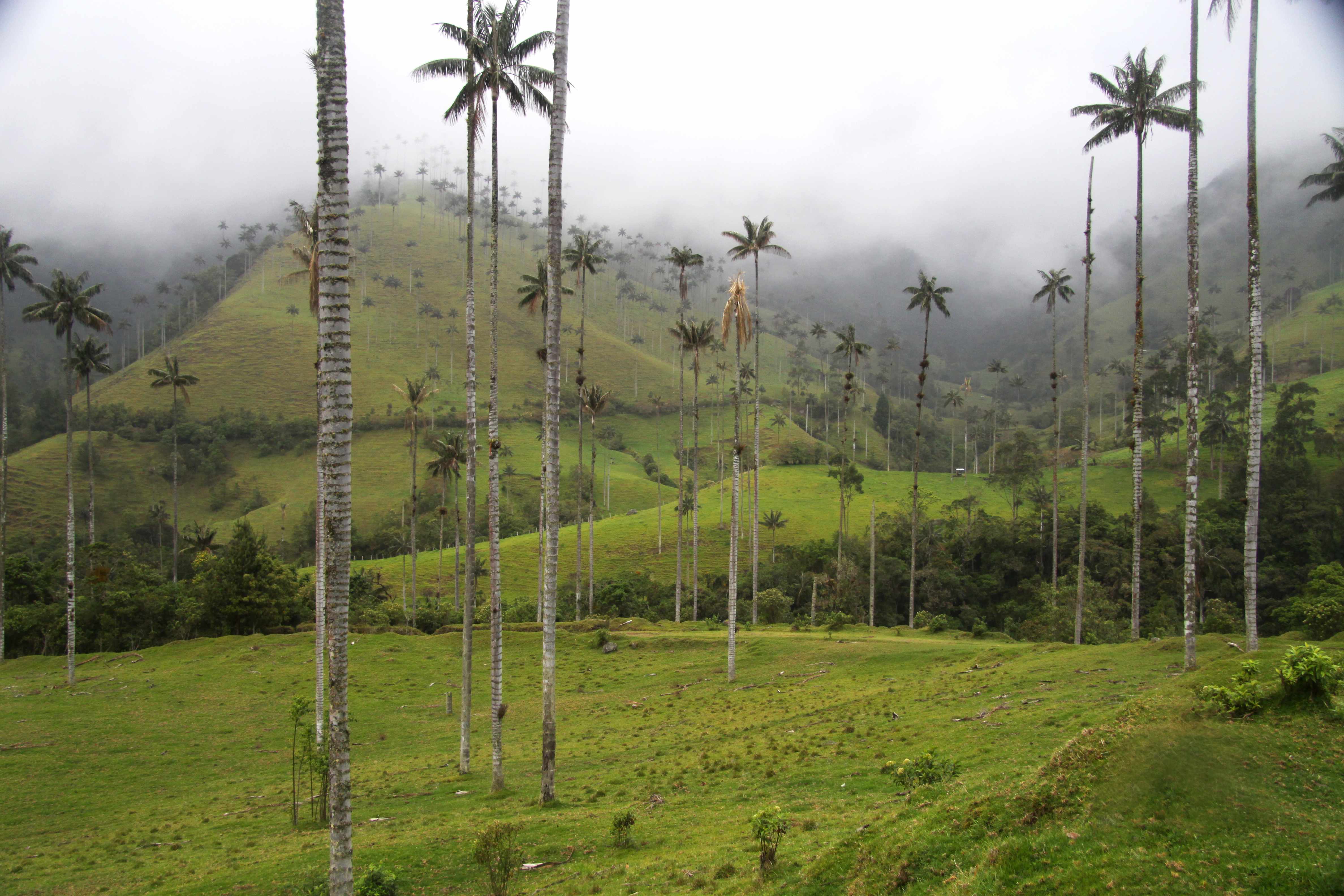 cocora