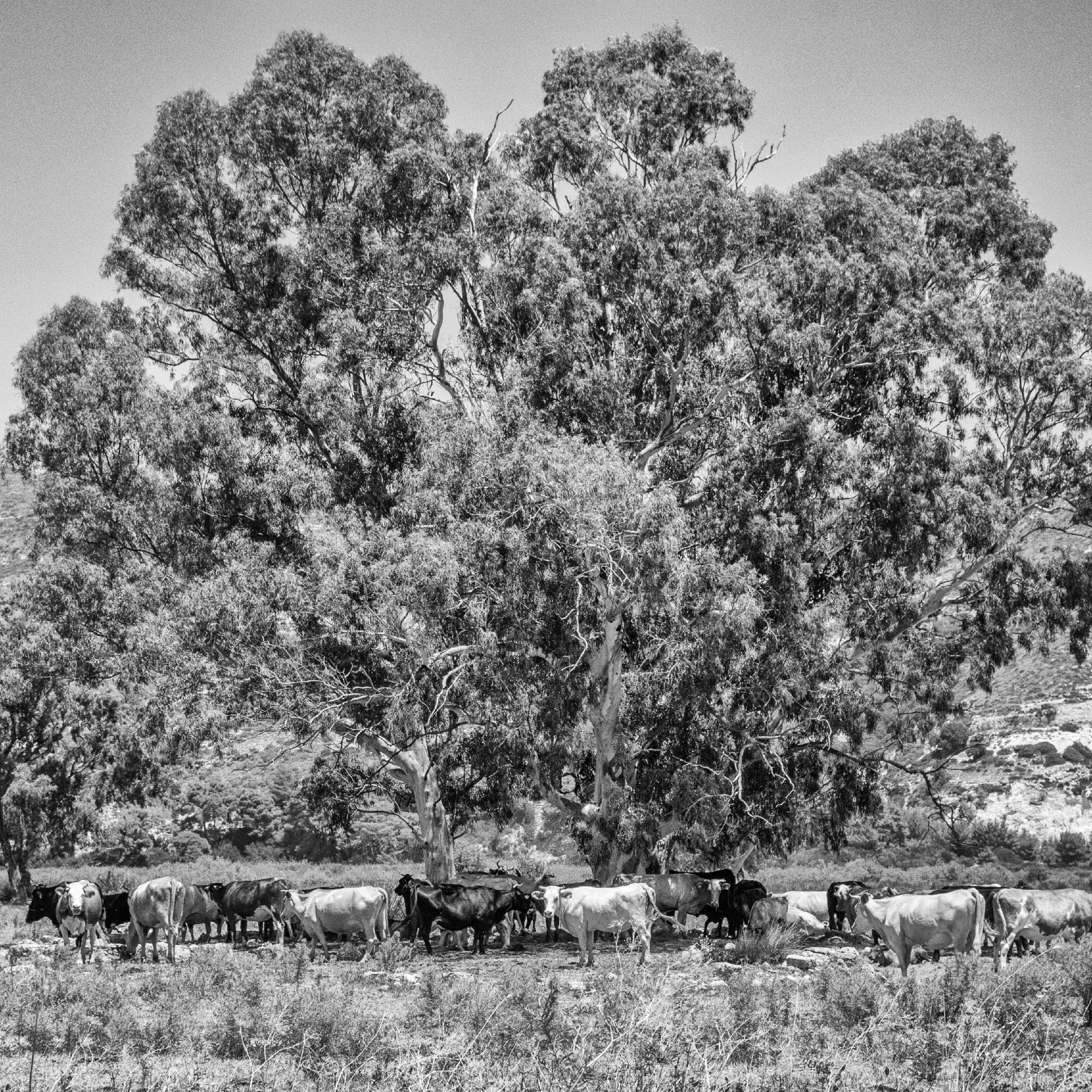 kefalonia-de-koeien-zoeken-wat-verkoeling-onder-d