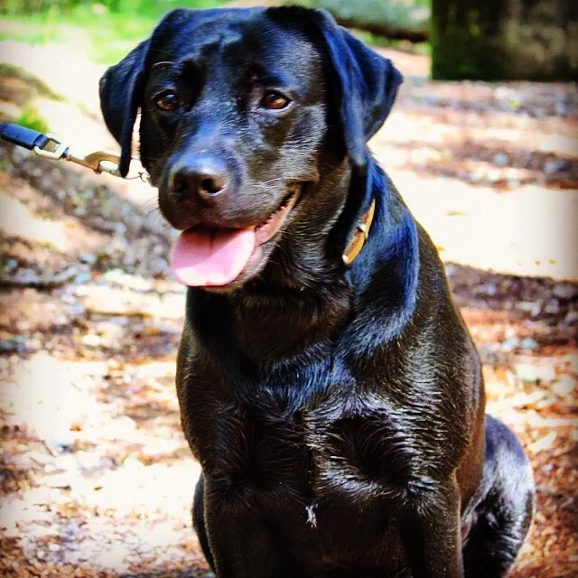 onze-trouwe-labrador