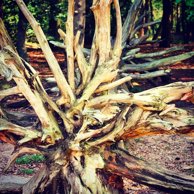 klimboom-kaapse-bos-doorn