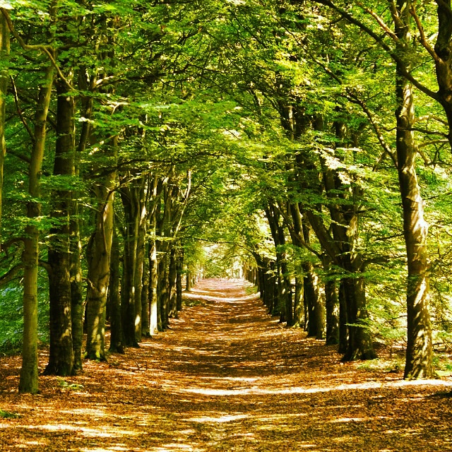 zomaar-een-pad-kaapse-bos-doorn