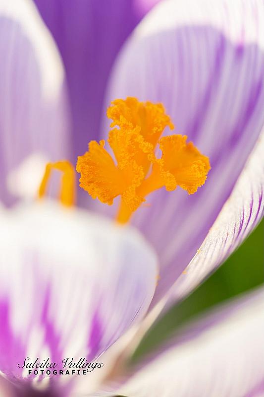 spring-is-in-the-air