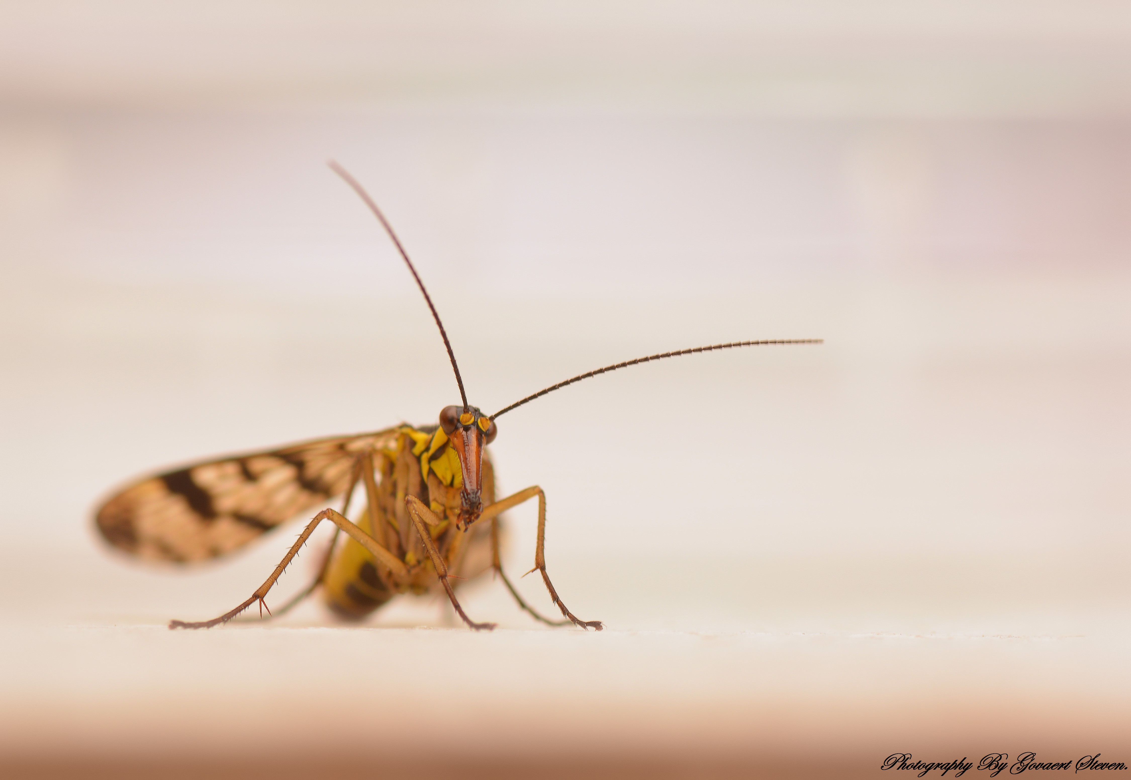 schorpioenvlieg-3