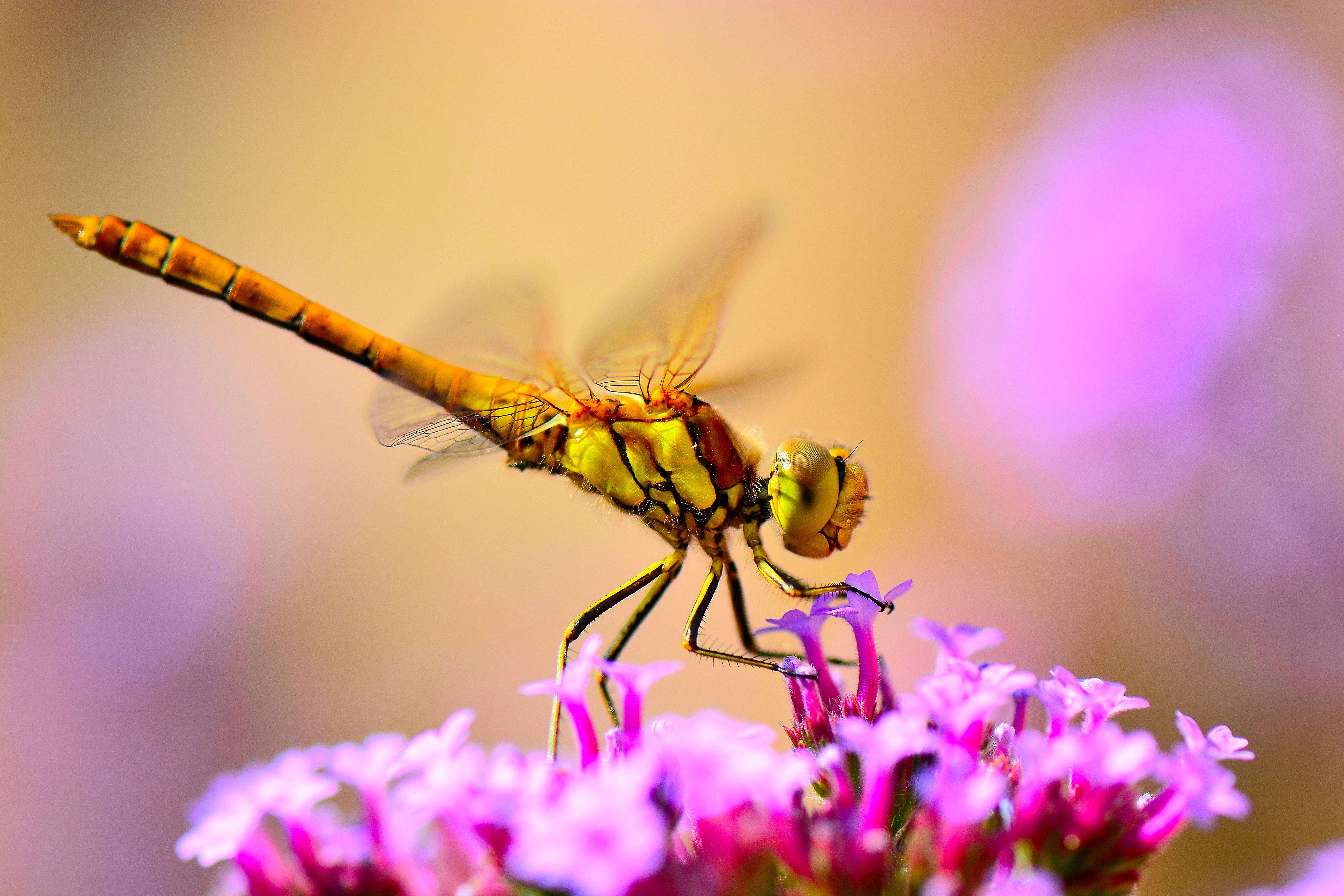 de-steenrode-heidelibel