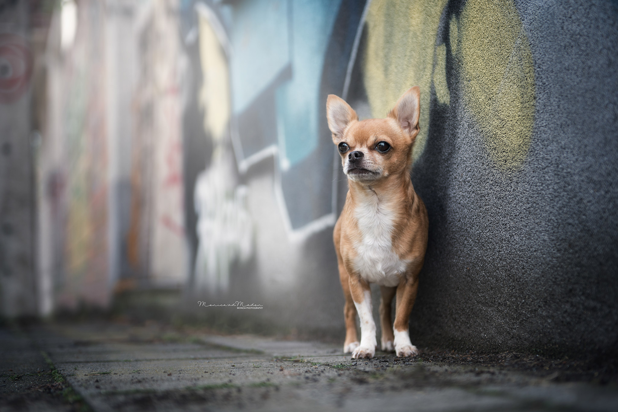 l-i-t-t-l-e-s-u-p-e-r-c-h-i-h-u-a-h-u-a