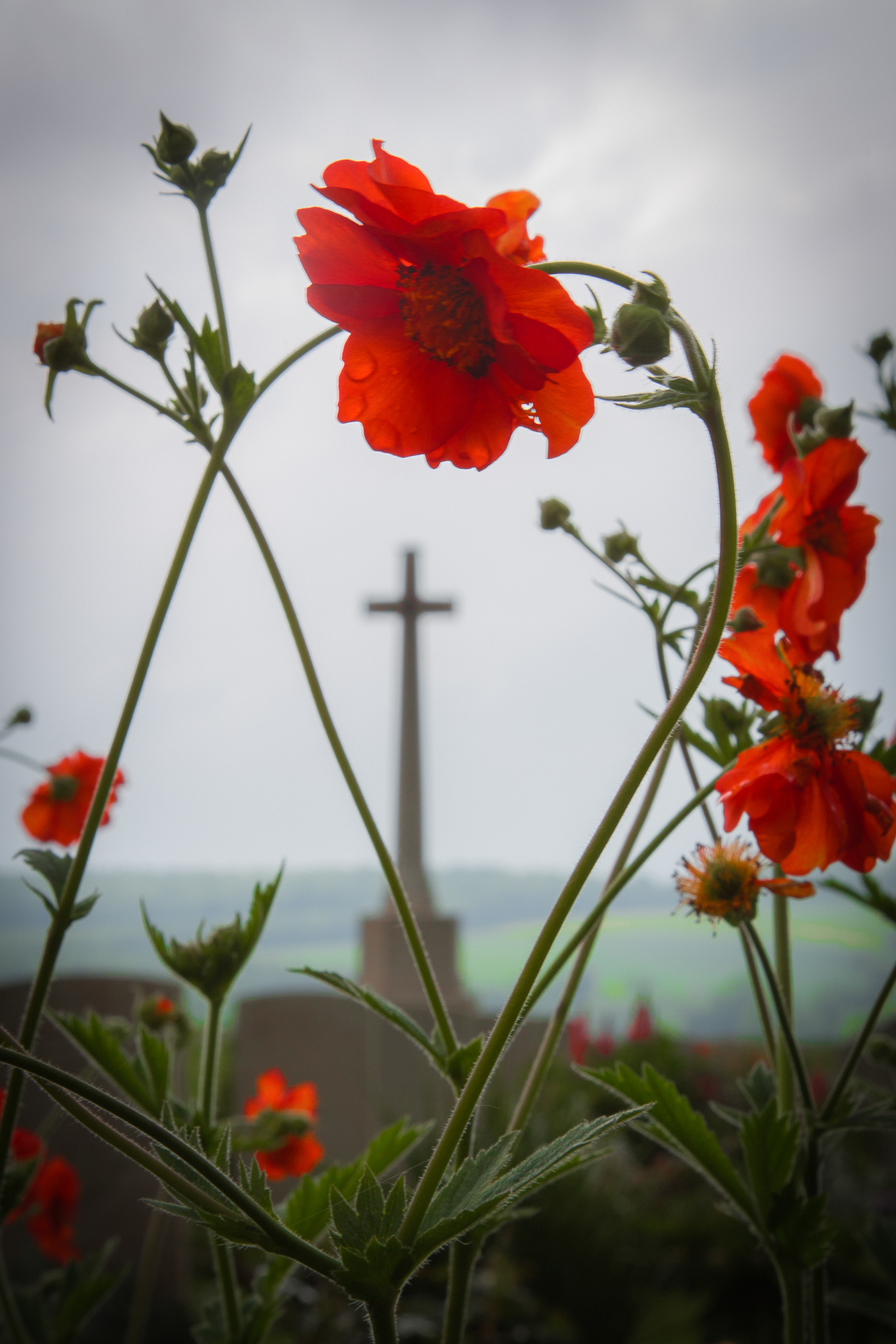 in-flanders-fields-2