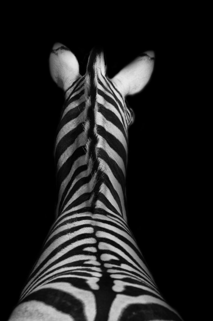 zebra-6