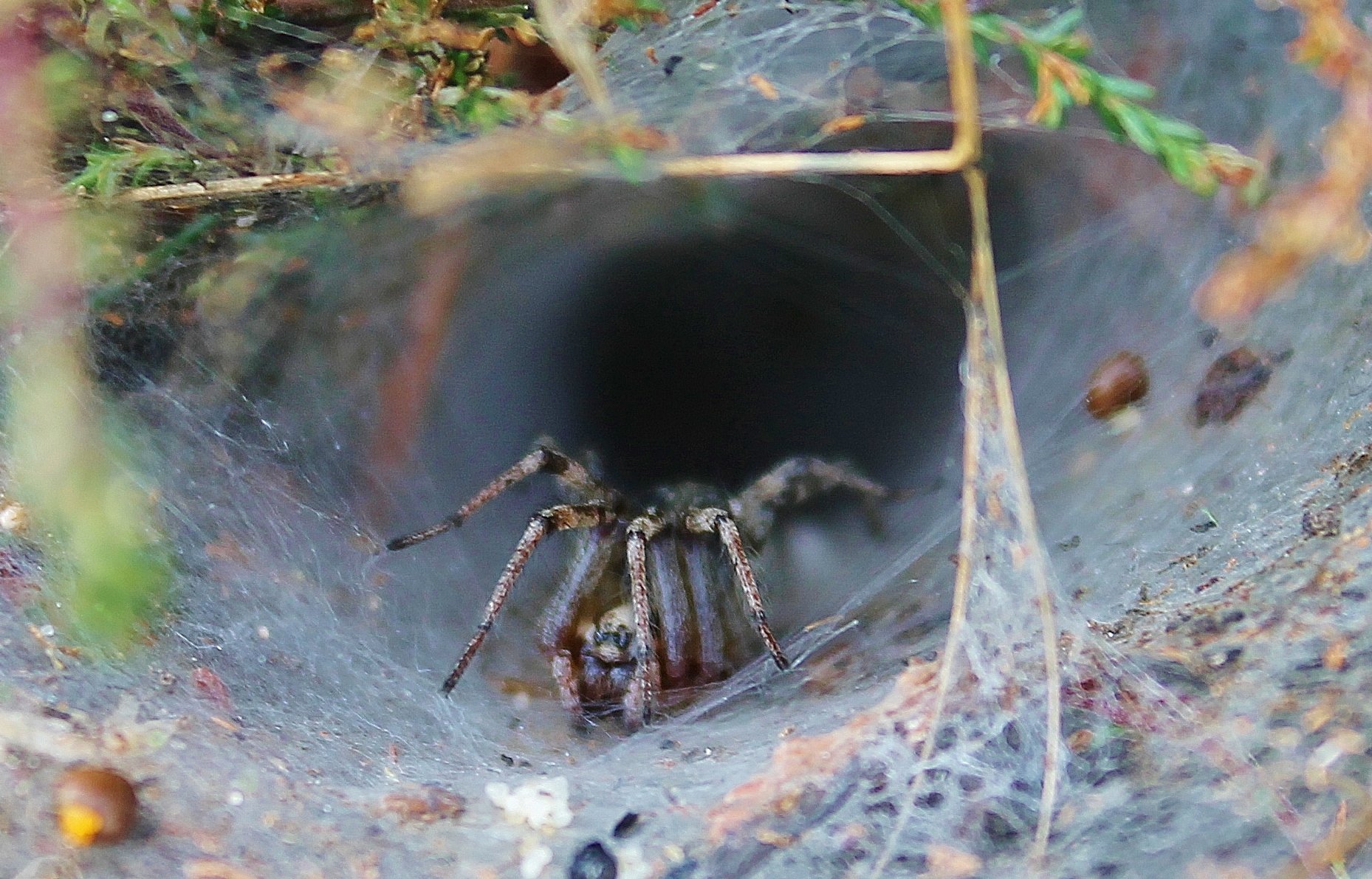 spin-bewaakt-zijn-fort