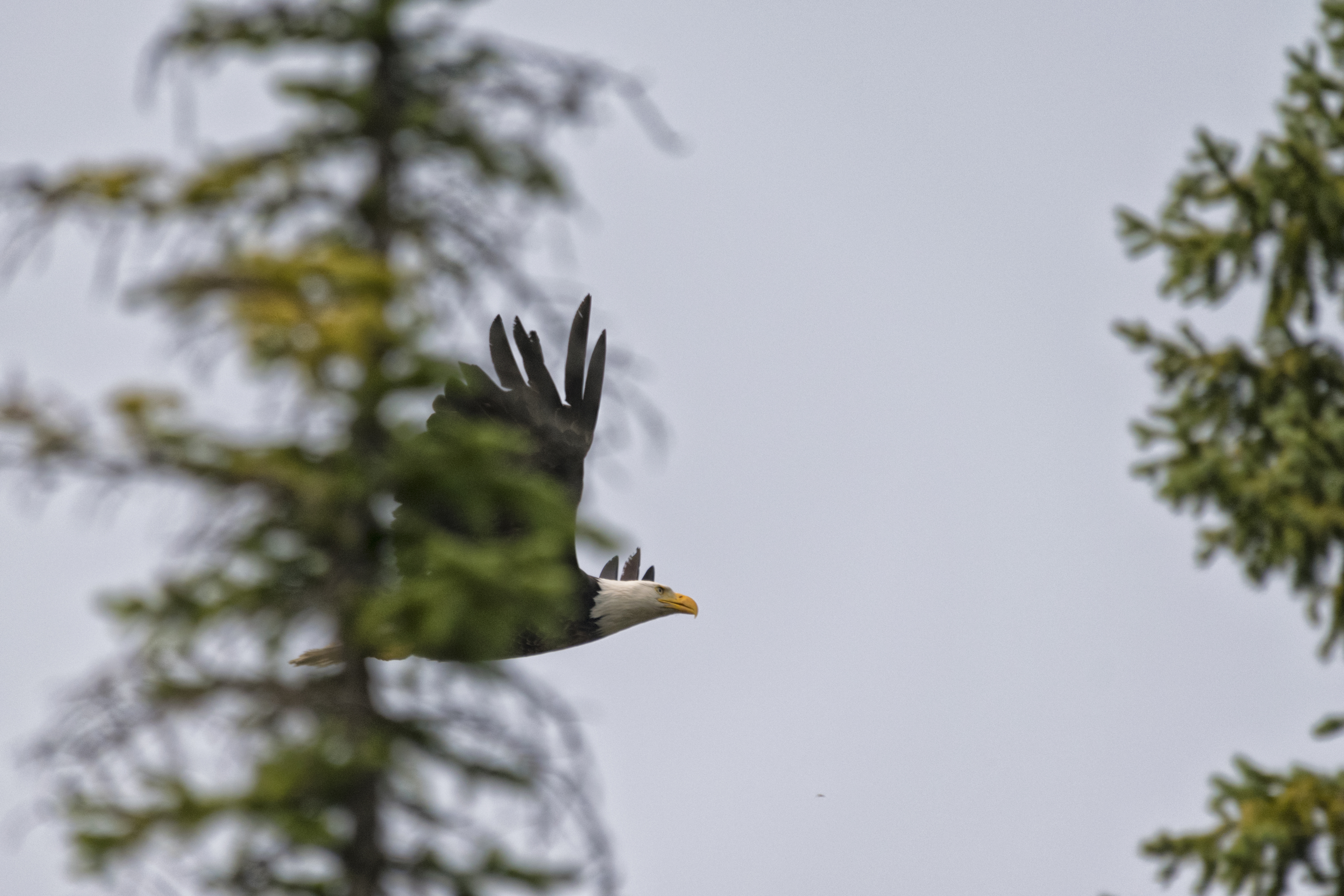 bald-eagle-in-flight