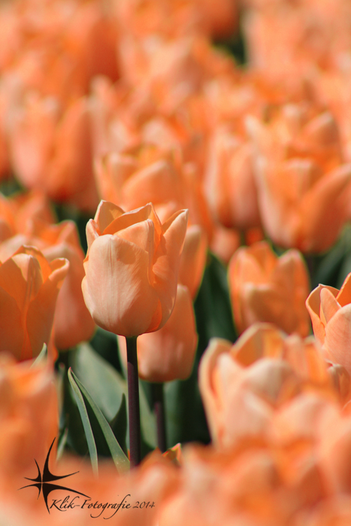 niks-hollandser-dan-oranje-tulpen