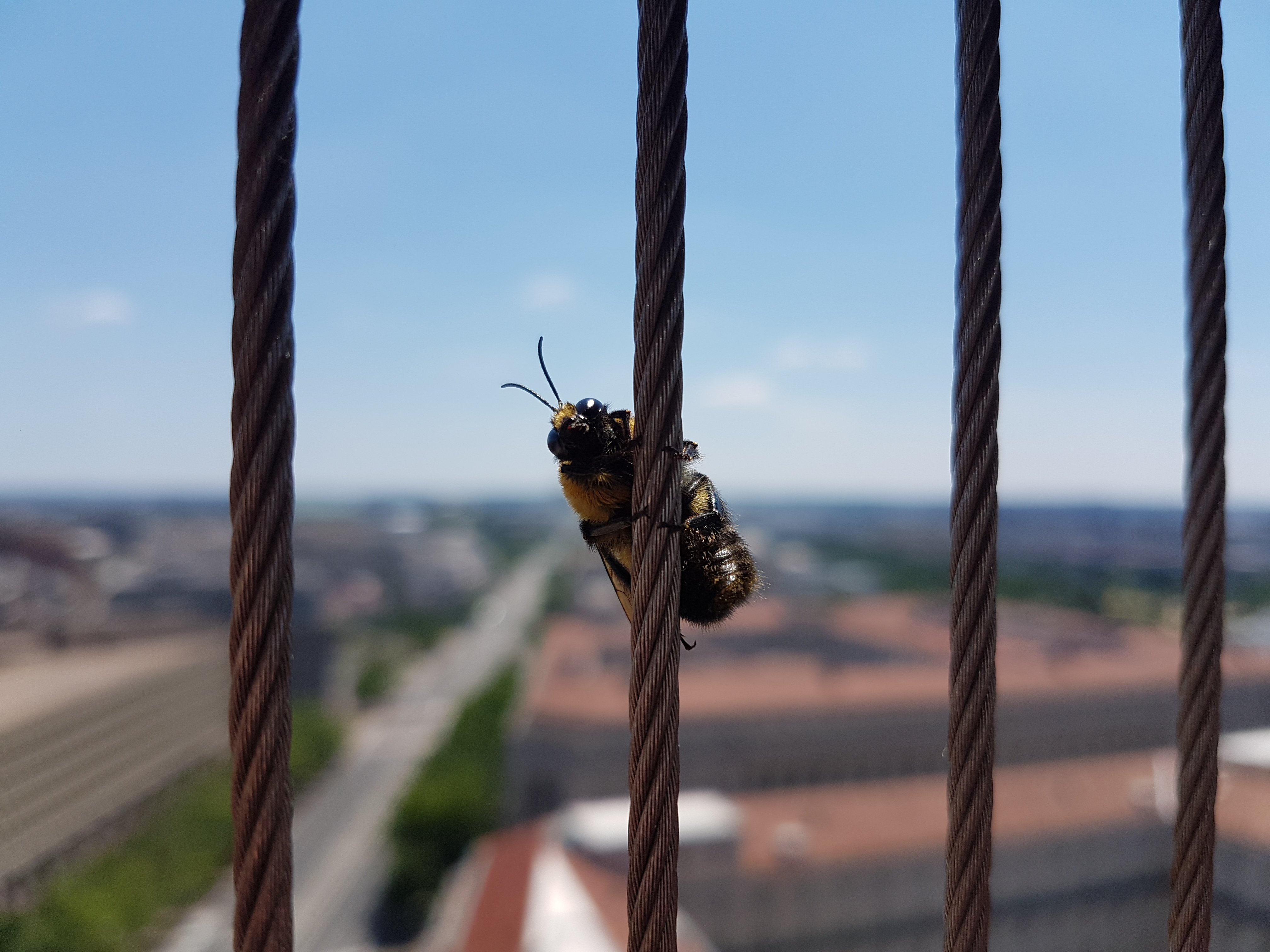 bij-op-de-old-post-office-tower-in-washington