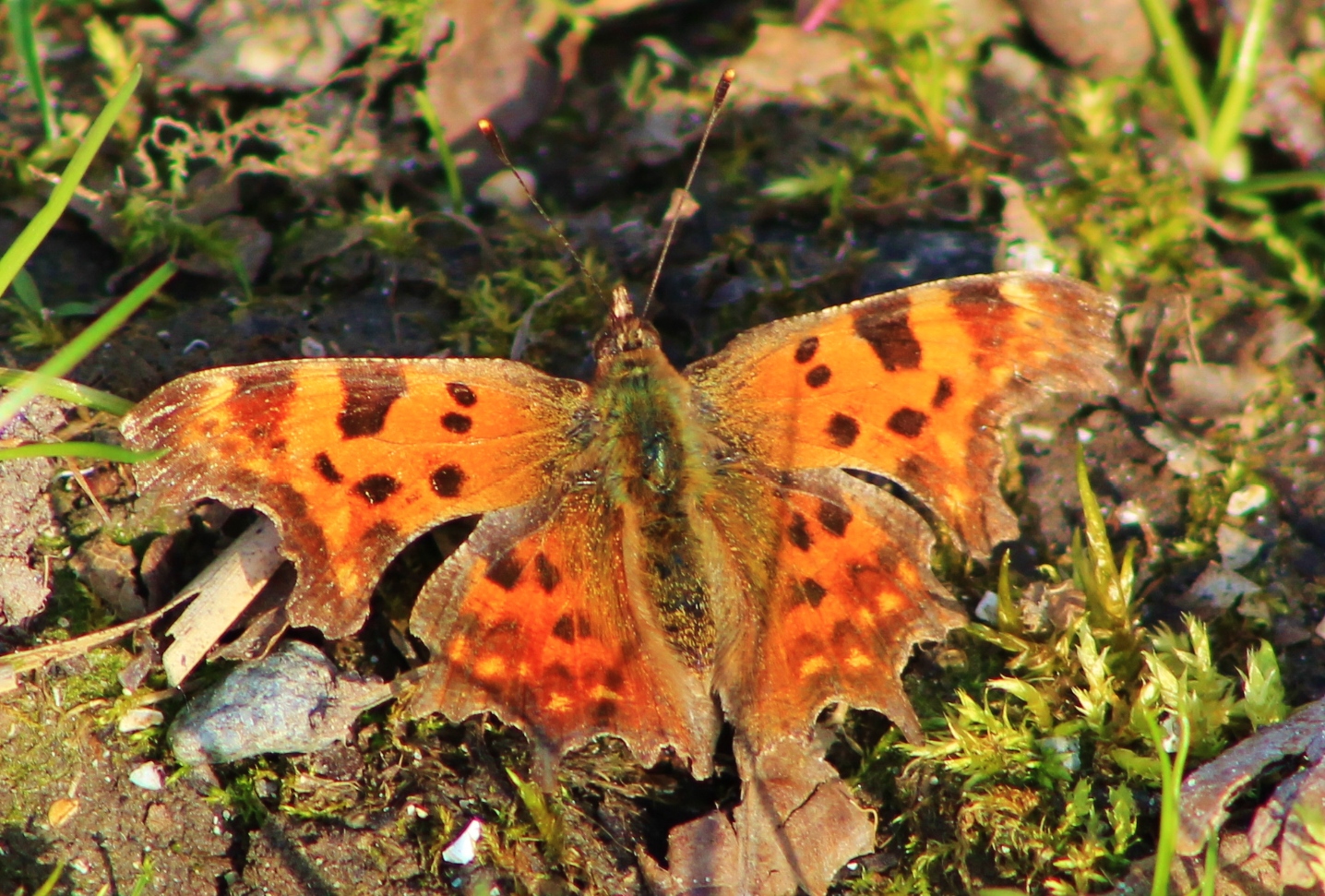 gehakkelde-aurelia-3