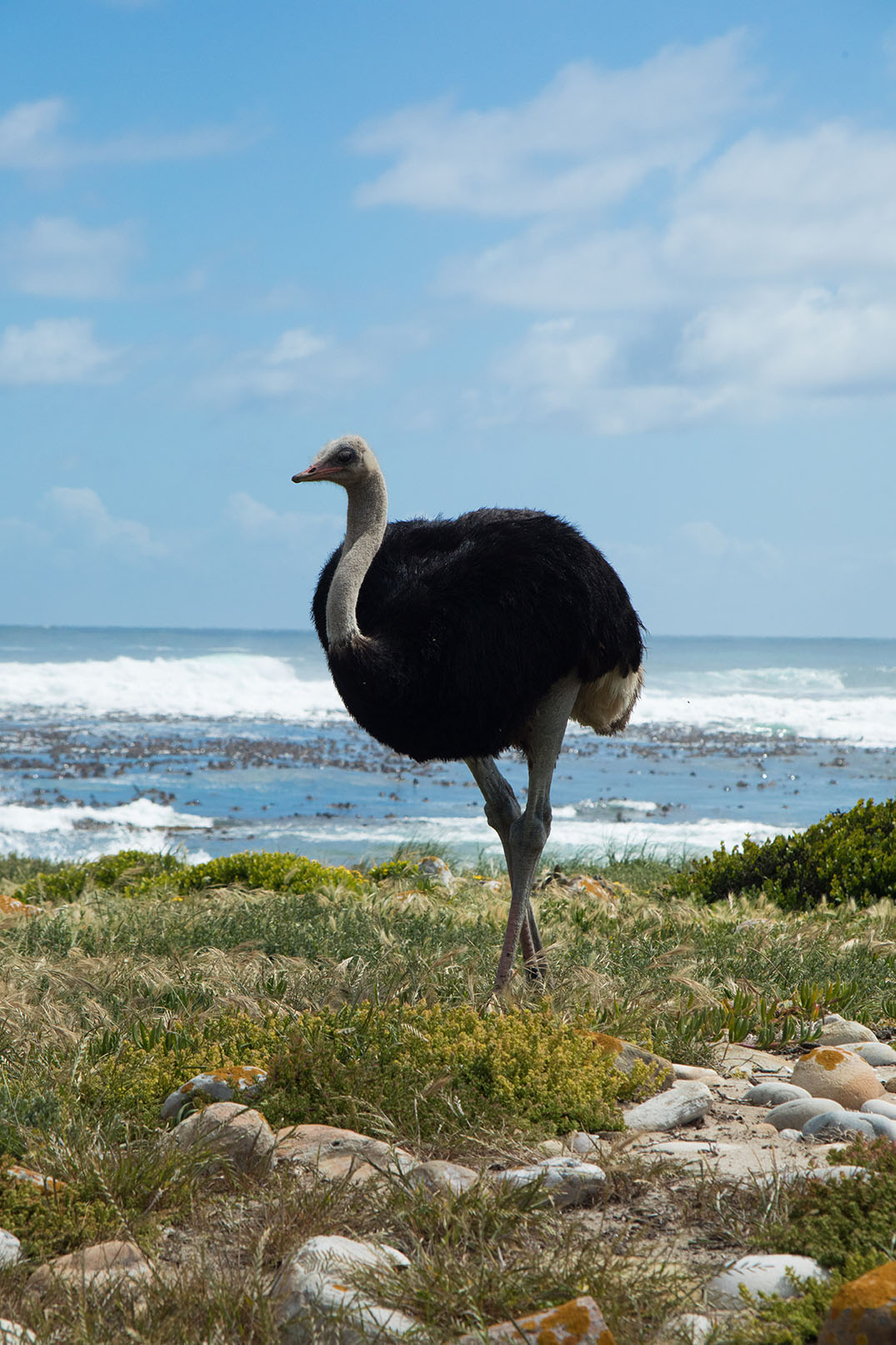 struisvogel-aan-de-atlantische-kust