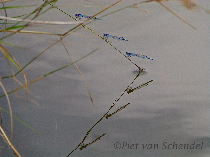 libelle-met-spiegeling