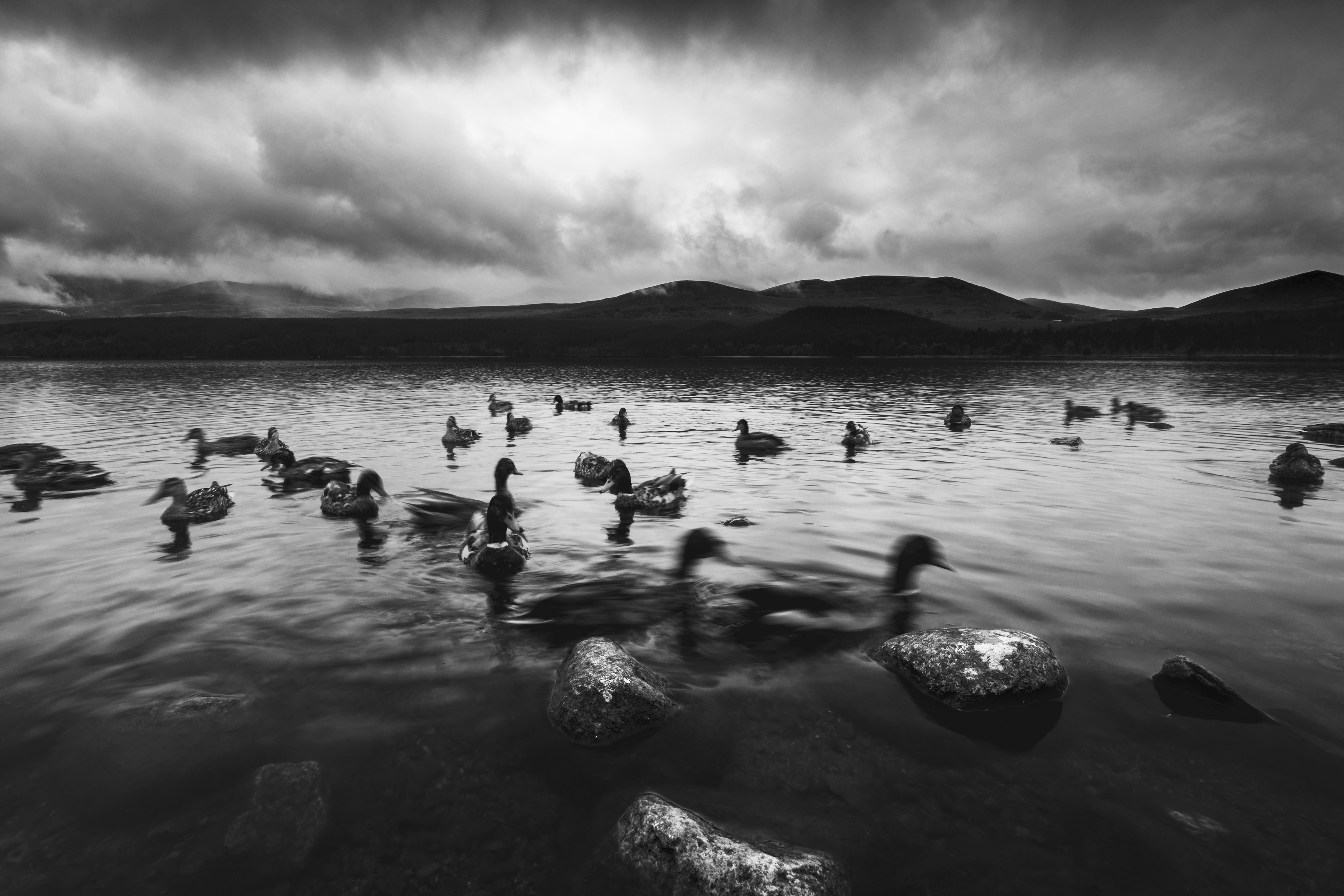 all-duck-or-no-dinner