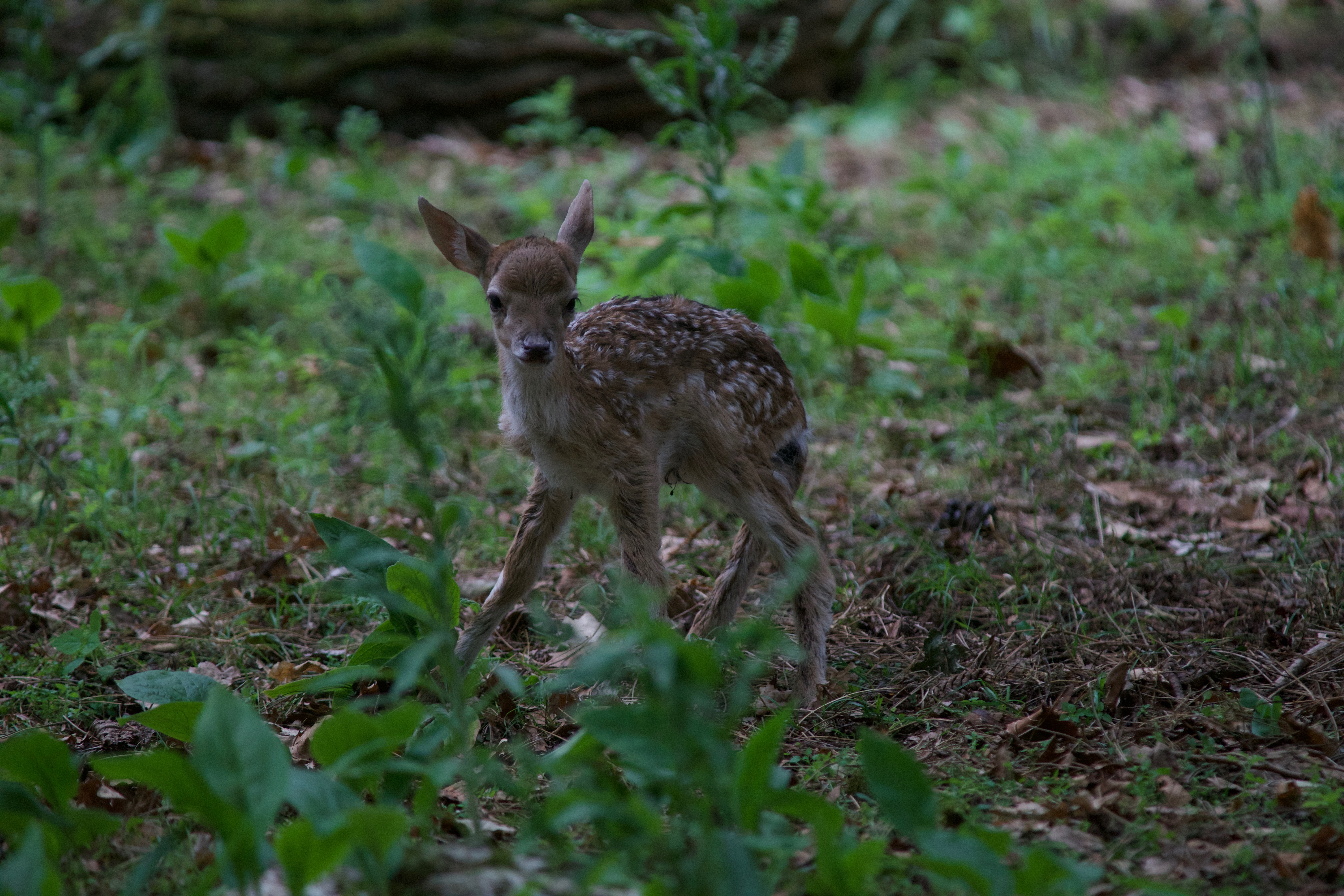 mijn-eerste-stapjes-in-deze-grote-wereld