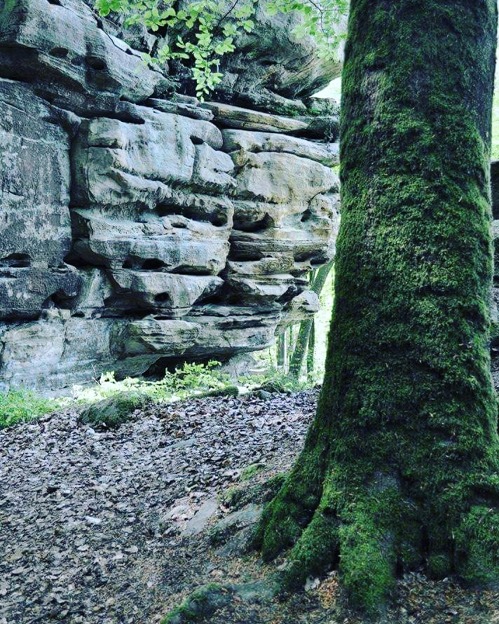 als-een-rots-in-het-bos