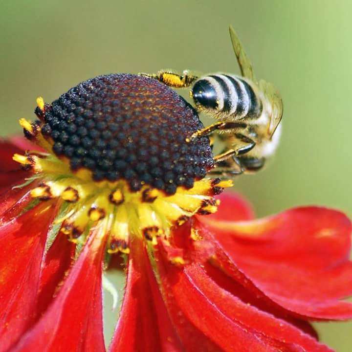 de-achterkant-van-de-bij