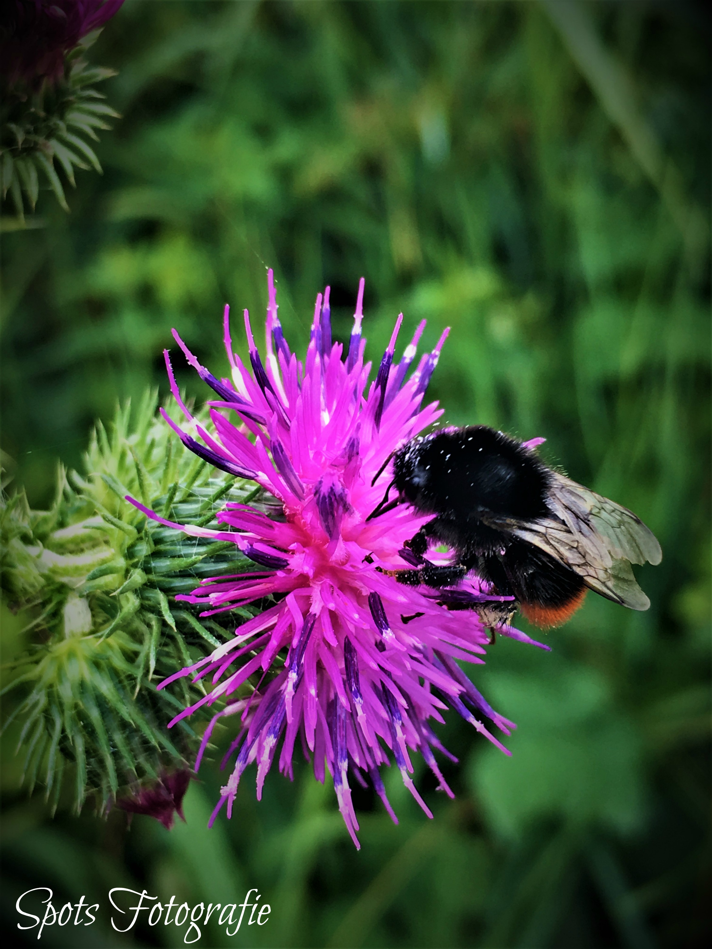 de-bloemetjes-en-de-bijtjes-1