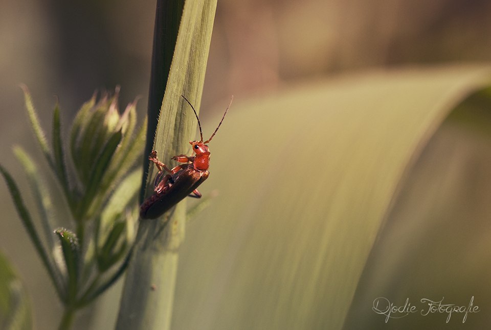 kevertje-in-de-avondzon