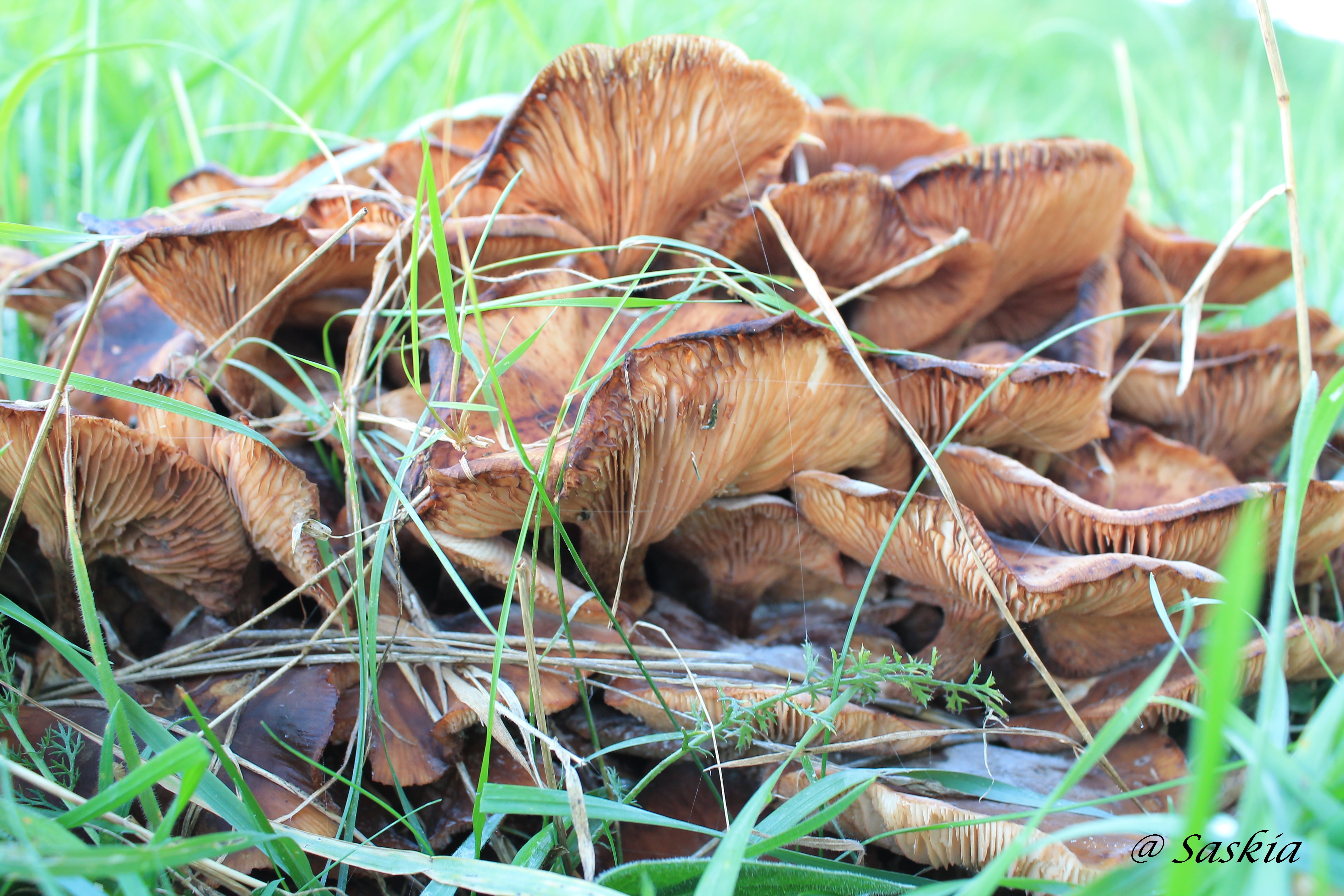 colonie-paddestoelen