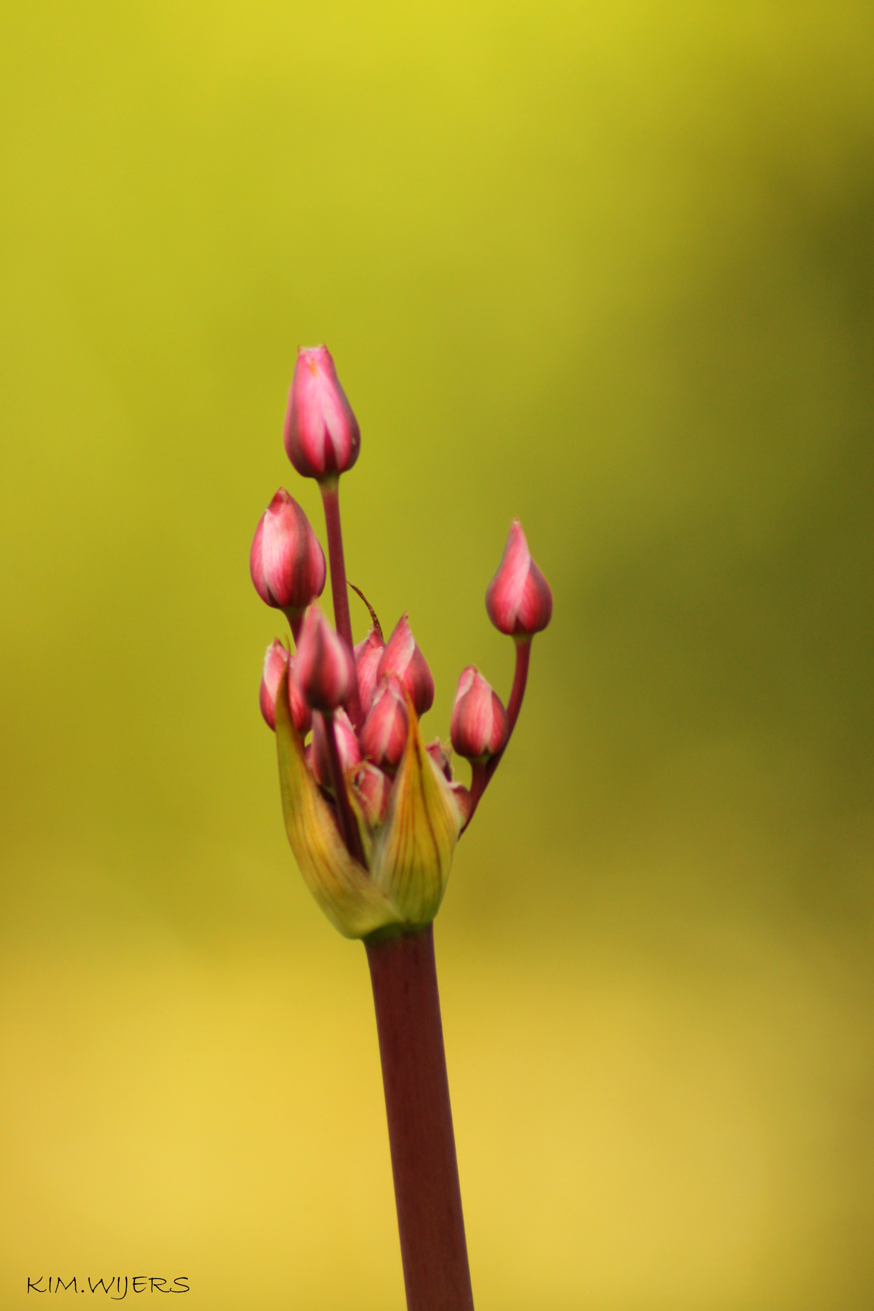 bloem-aan-de-waterkant