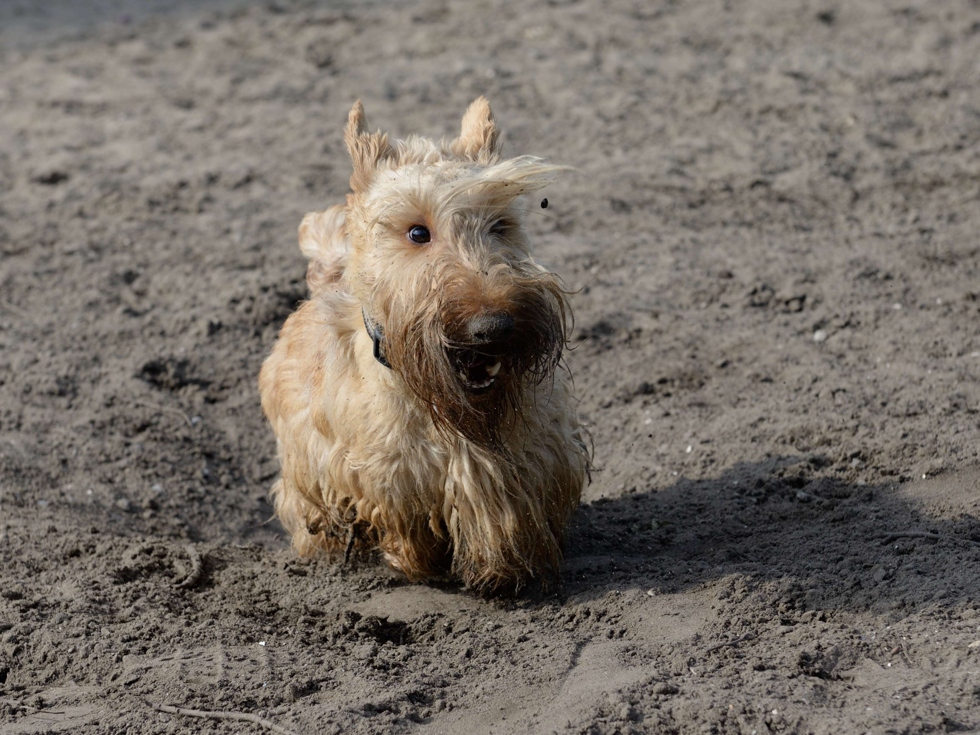 eerst-in-het-zand-rollen-en-dan-heel-hard-rennen