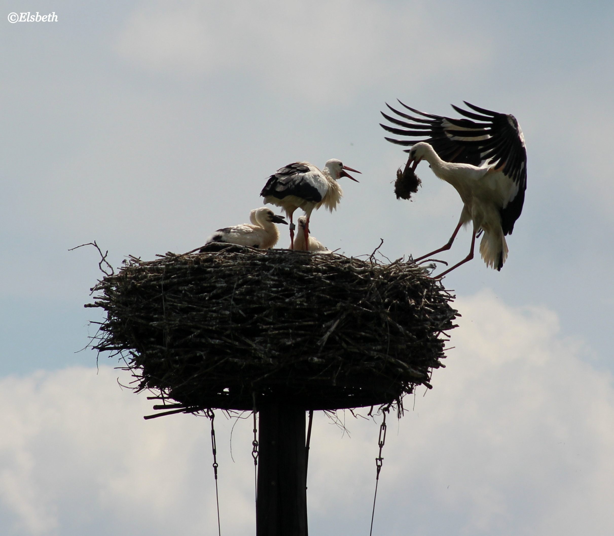 ooivaarsnets-met-3-jongen