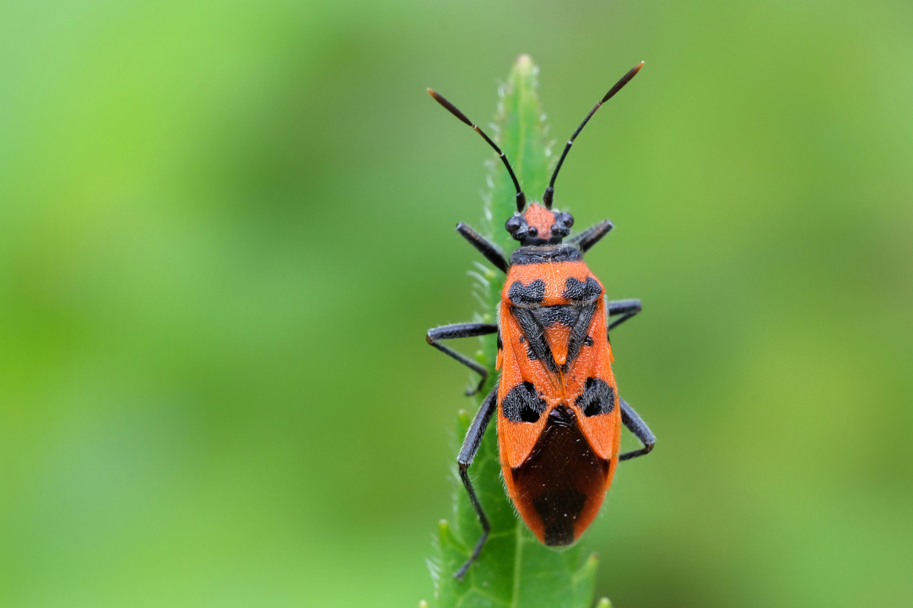 ik-ben-ook-voor-oranje