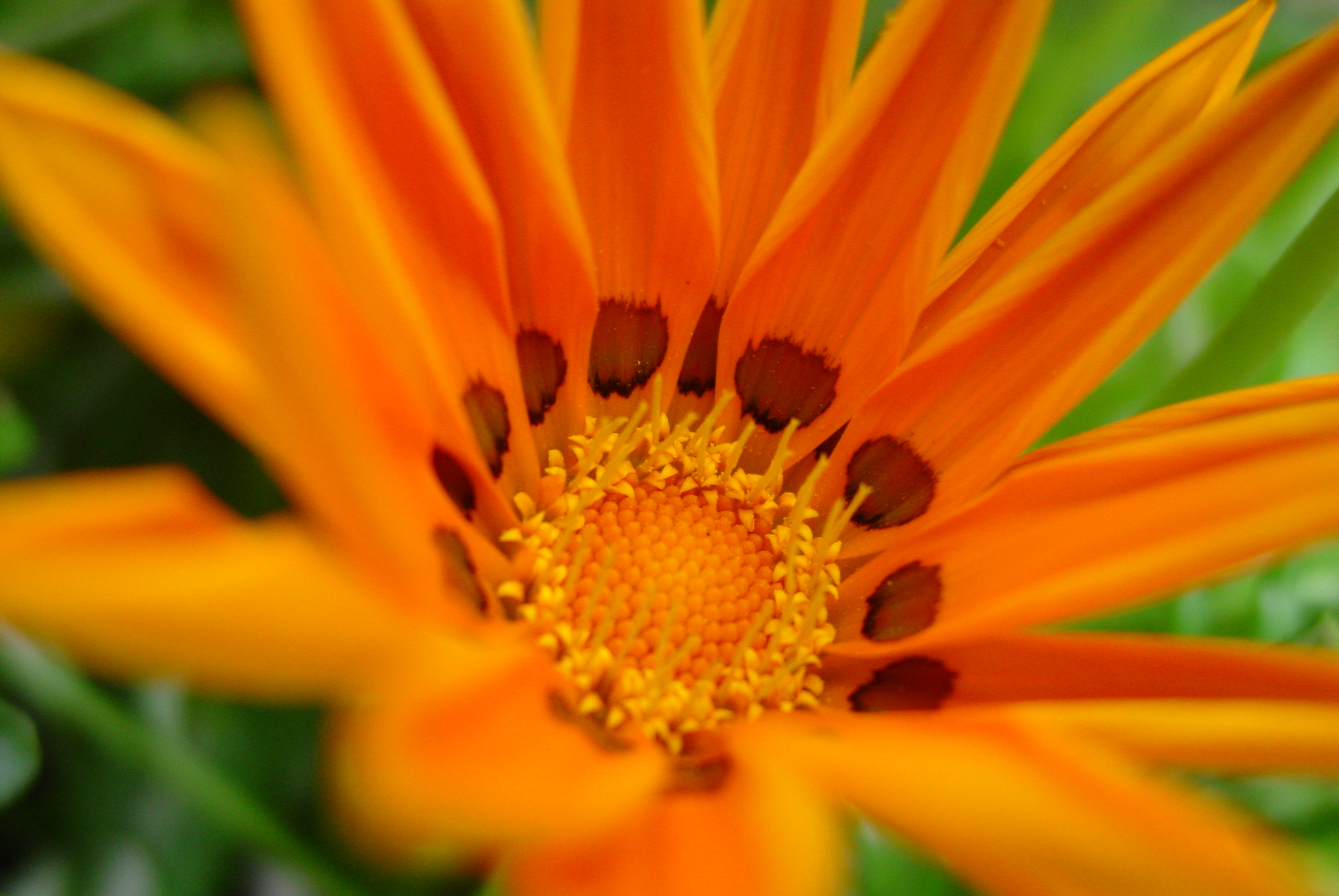 bloemetje-voor-oranje